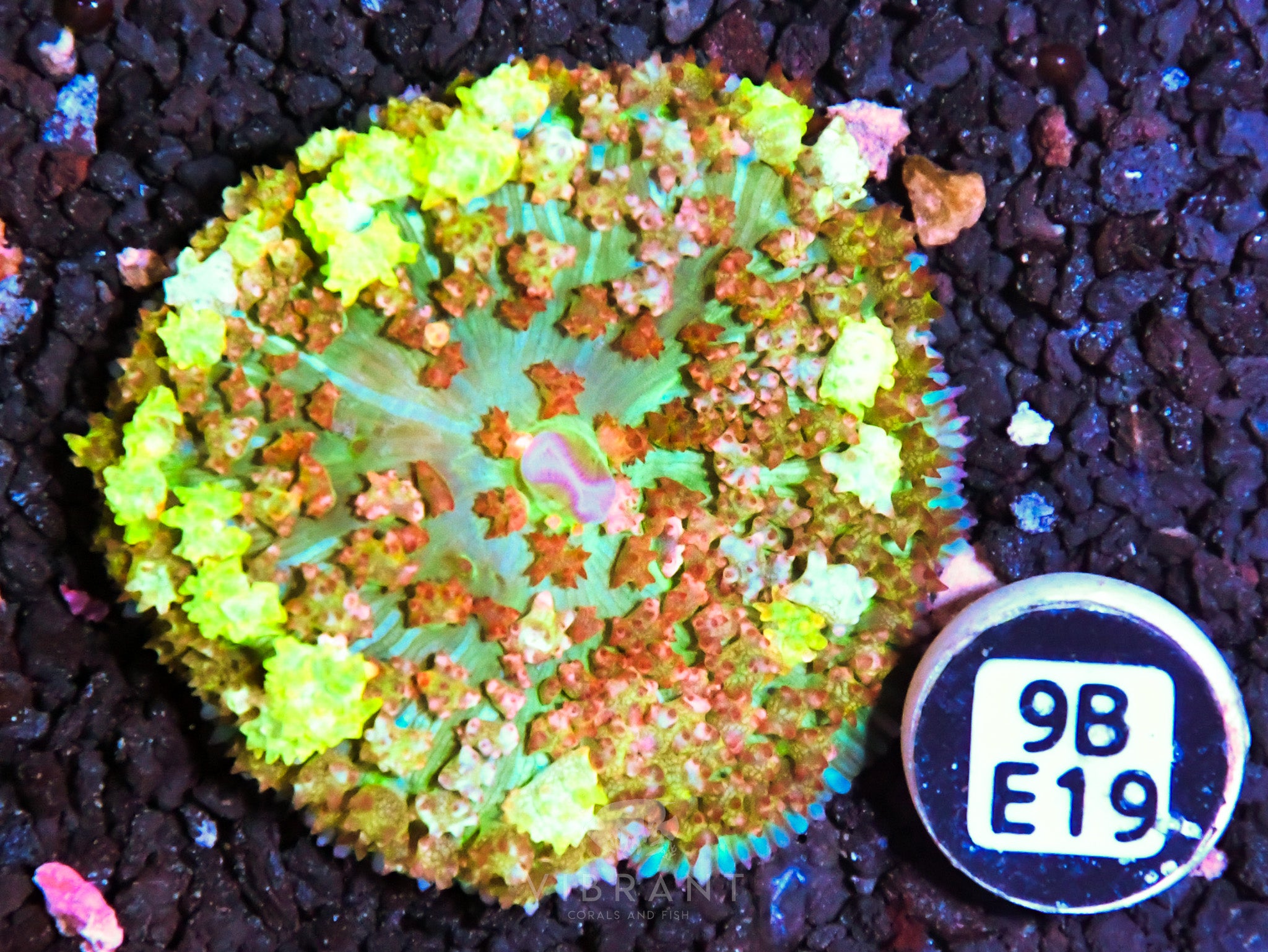 ⭐️ St Thomas Mushroom