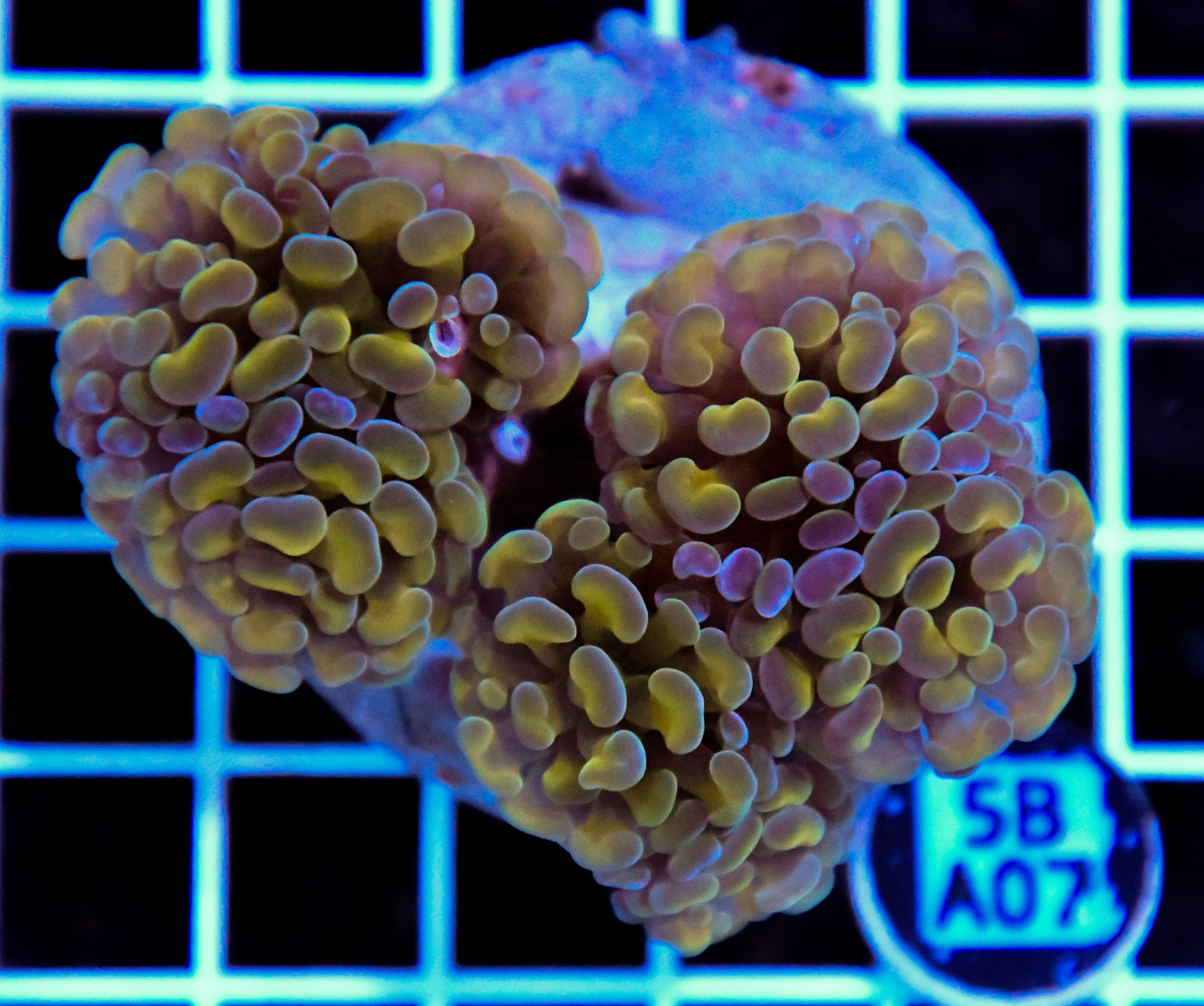 Hammer Branching INDO