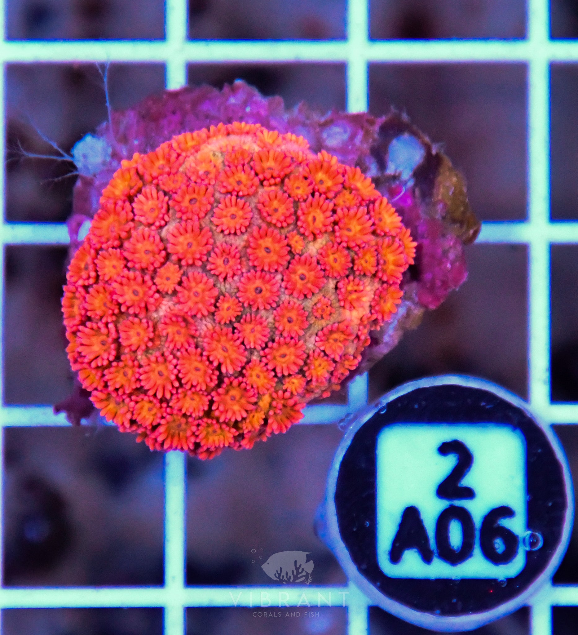 Goniopora INDO W