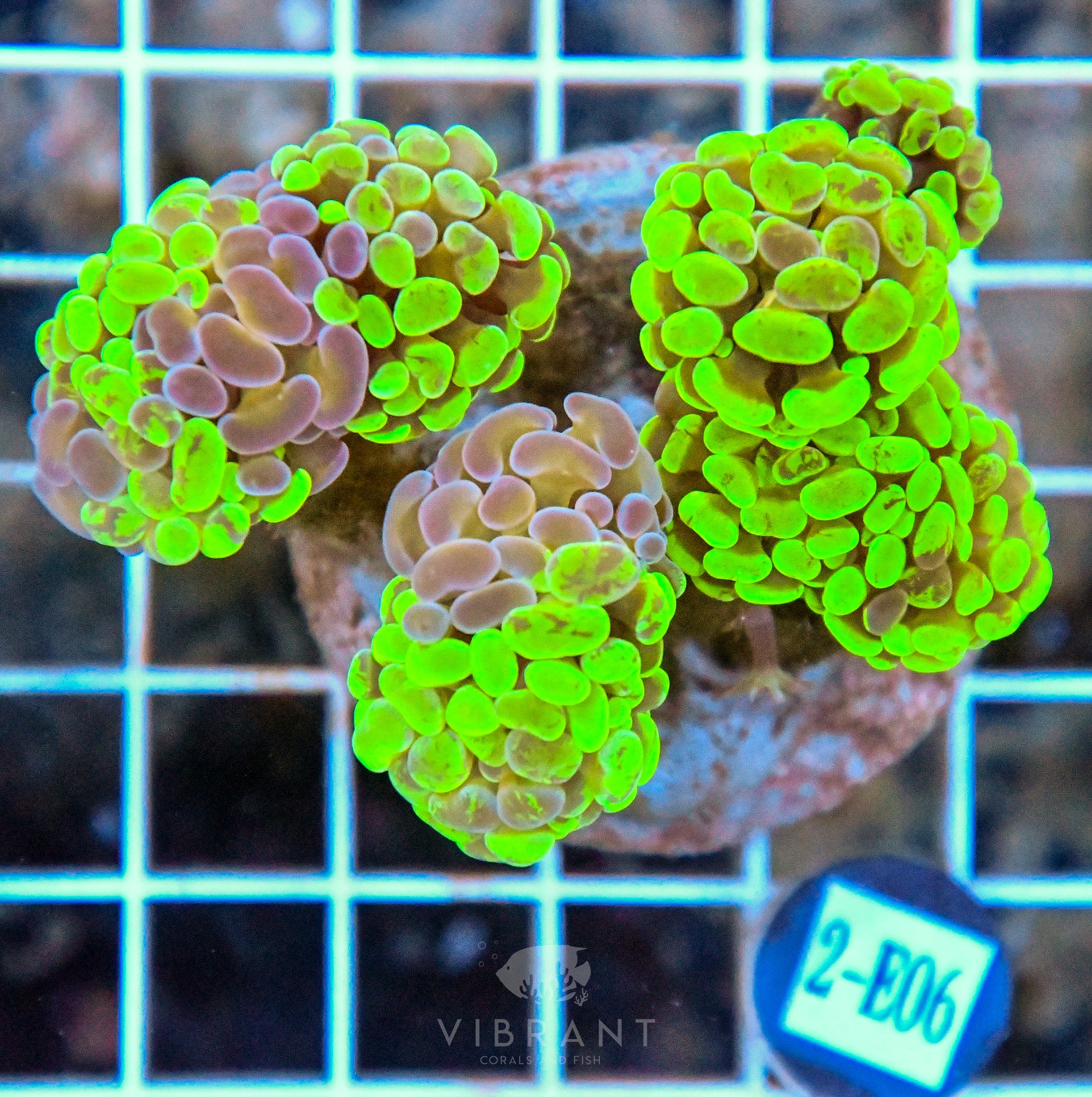 Hammer Branching INDO