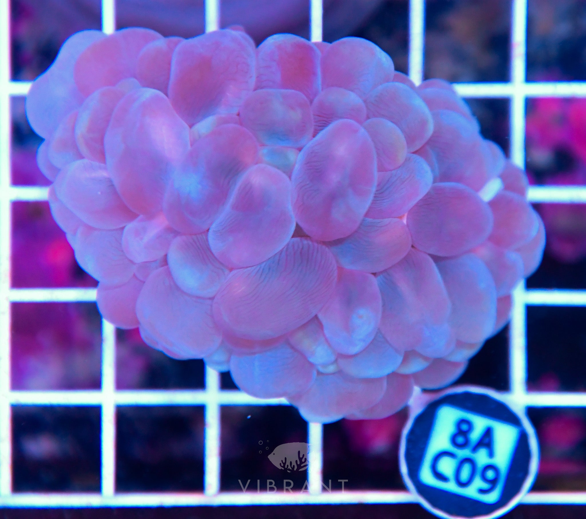 Bubble Coral AUS