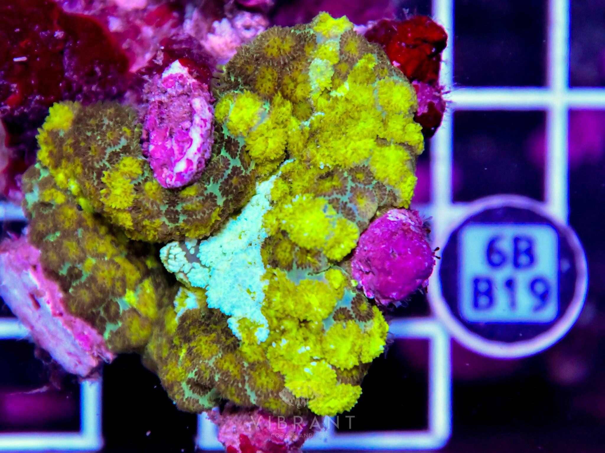 Mushroom INDO