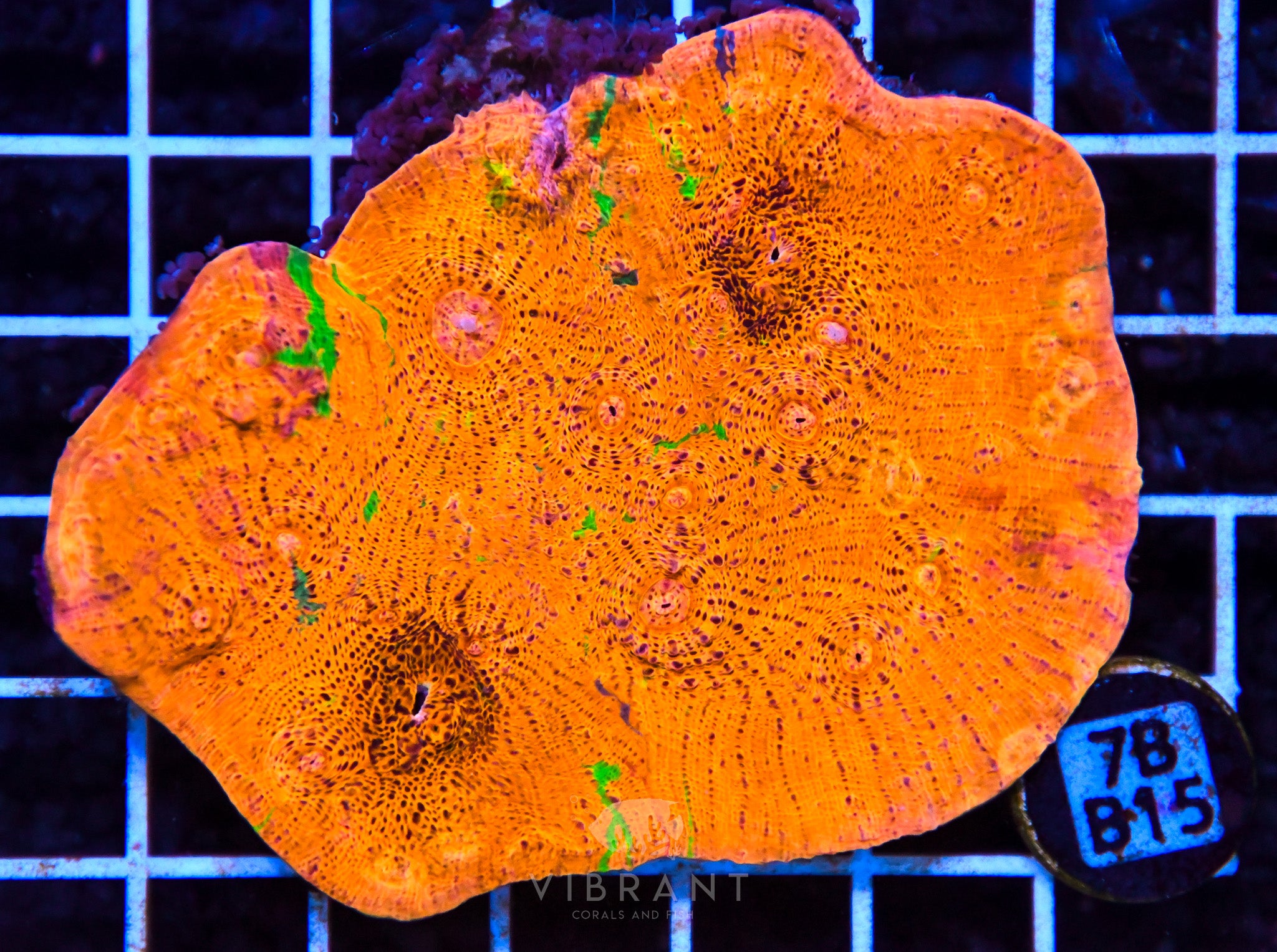 Chalice Ultra INDO W