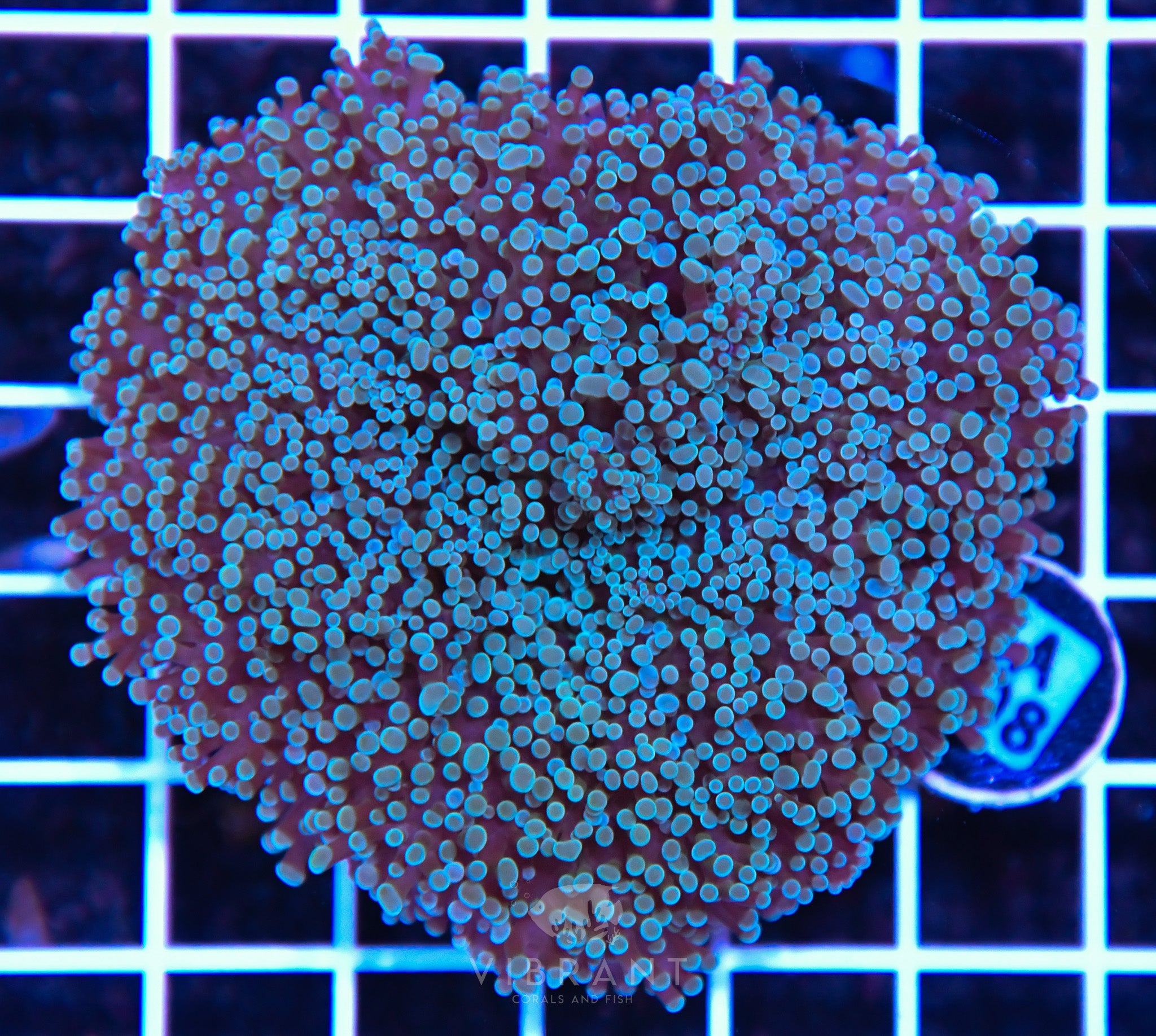 Frogspawn Wall AUS