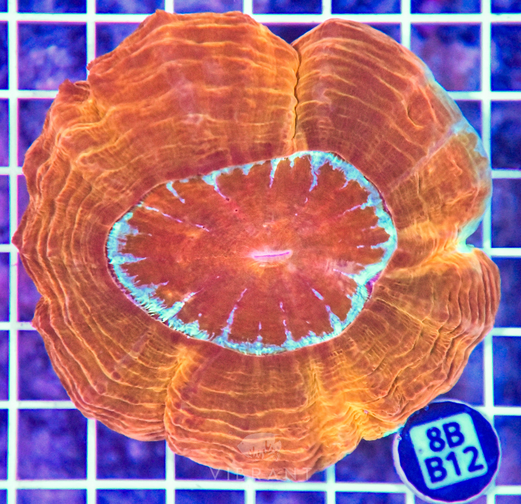 Acanthophyllia INDO W