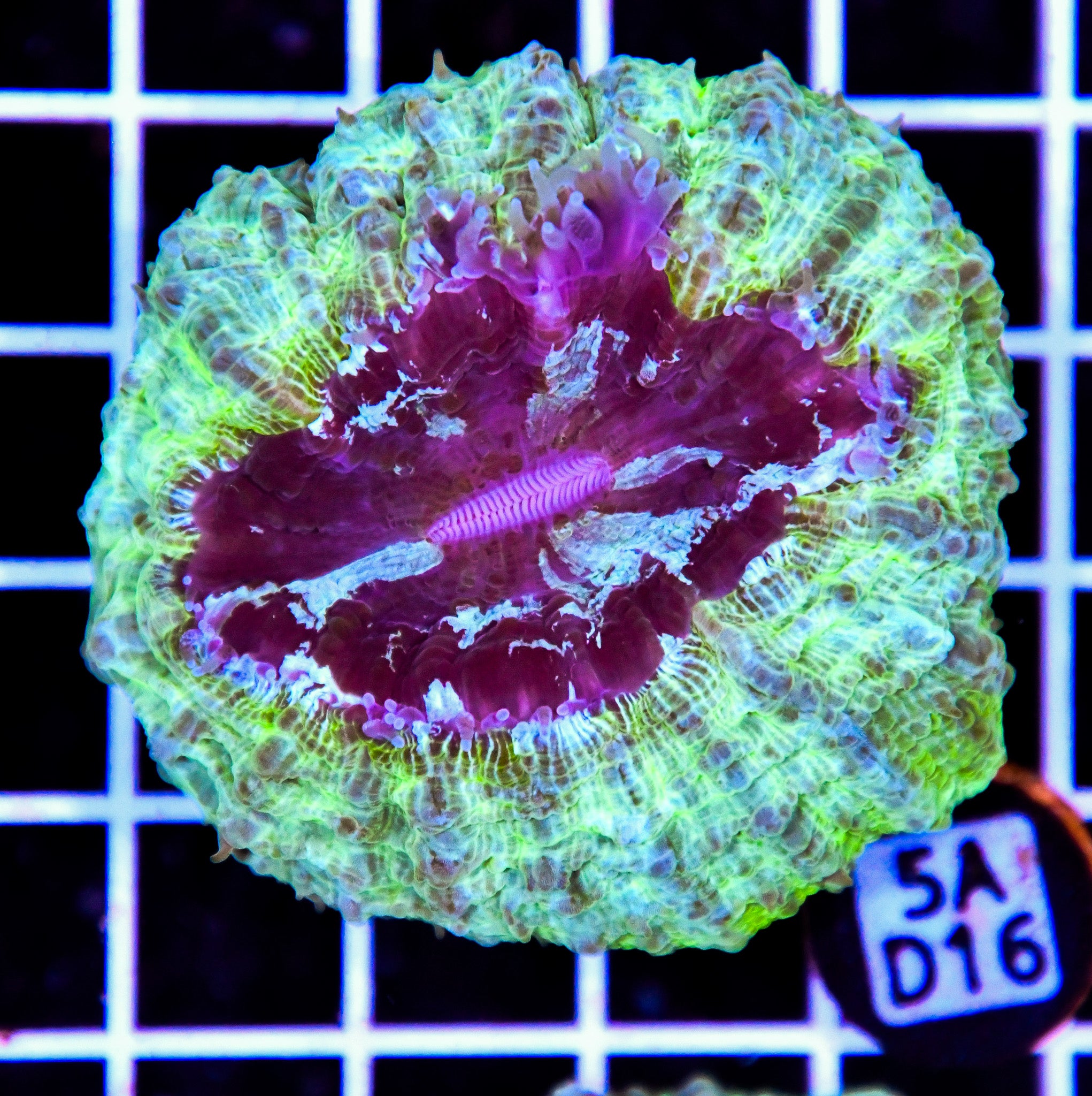 Acanthophyllia