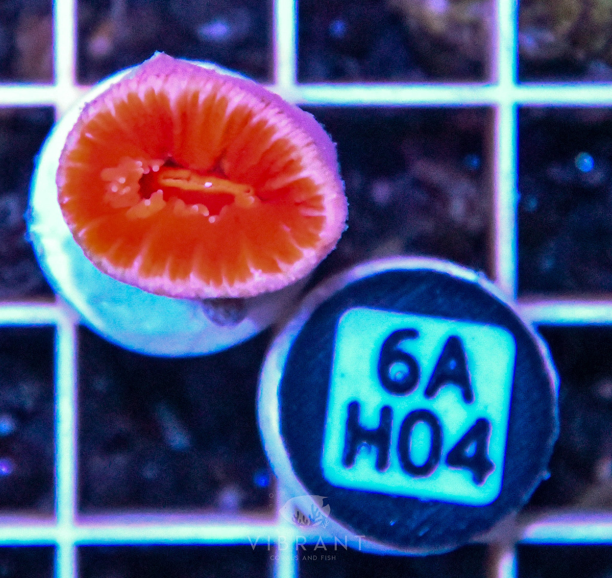 Dendro Fat Head ASIAN