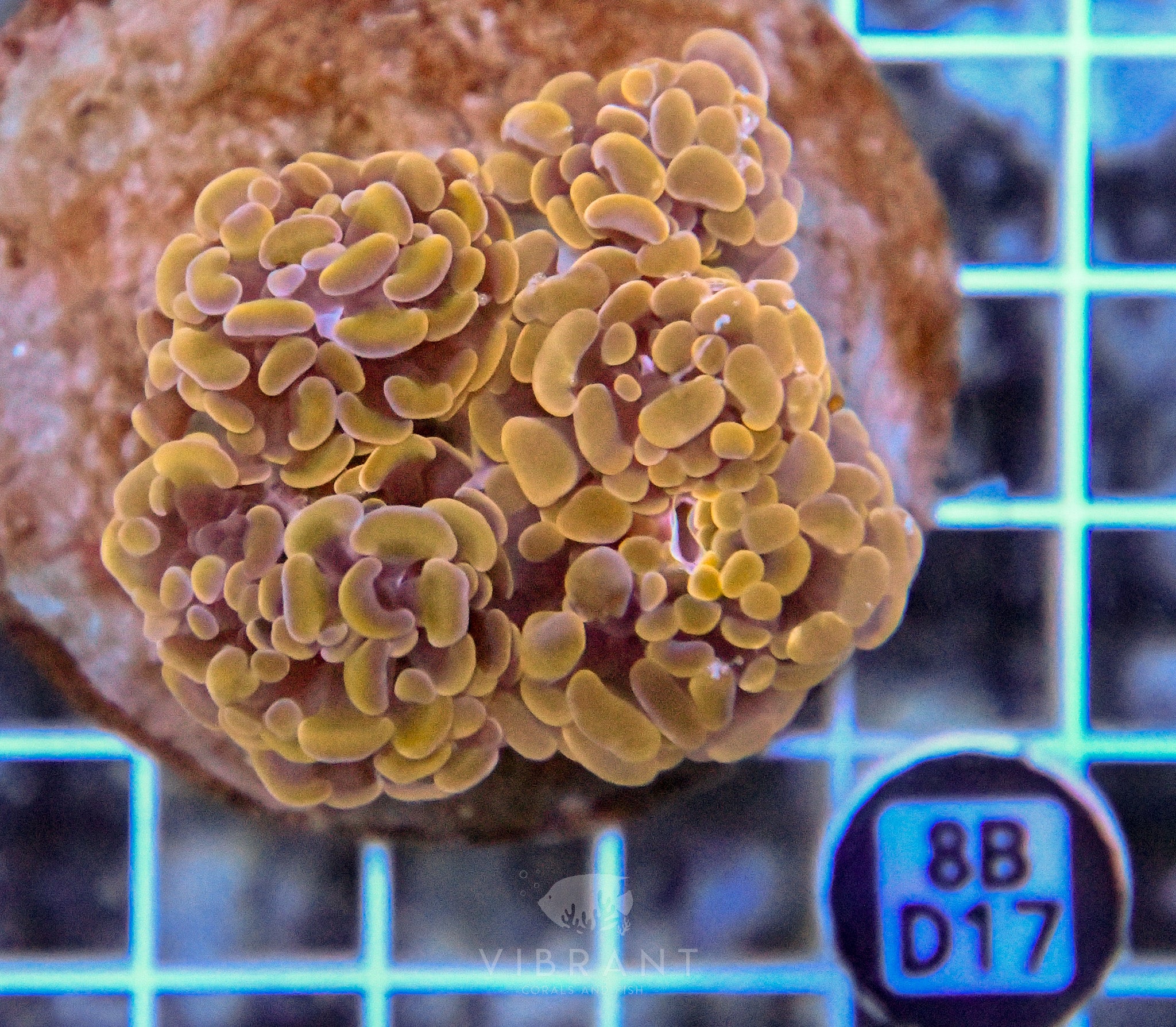 Hammer Branching INDO