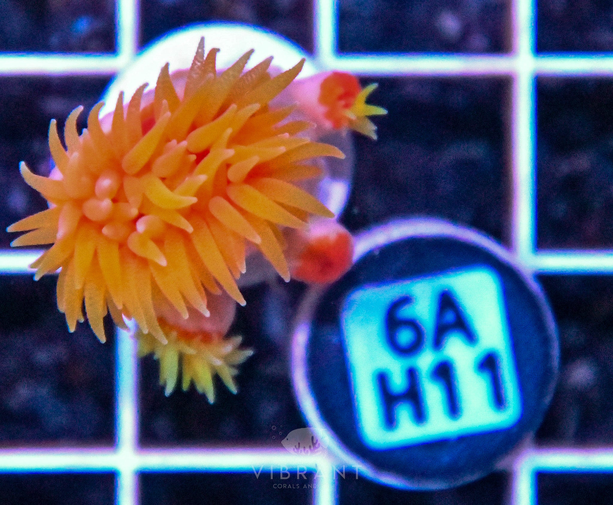 Dendro Fat Head ASIAN