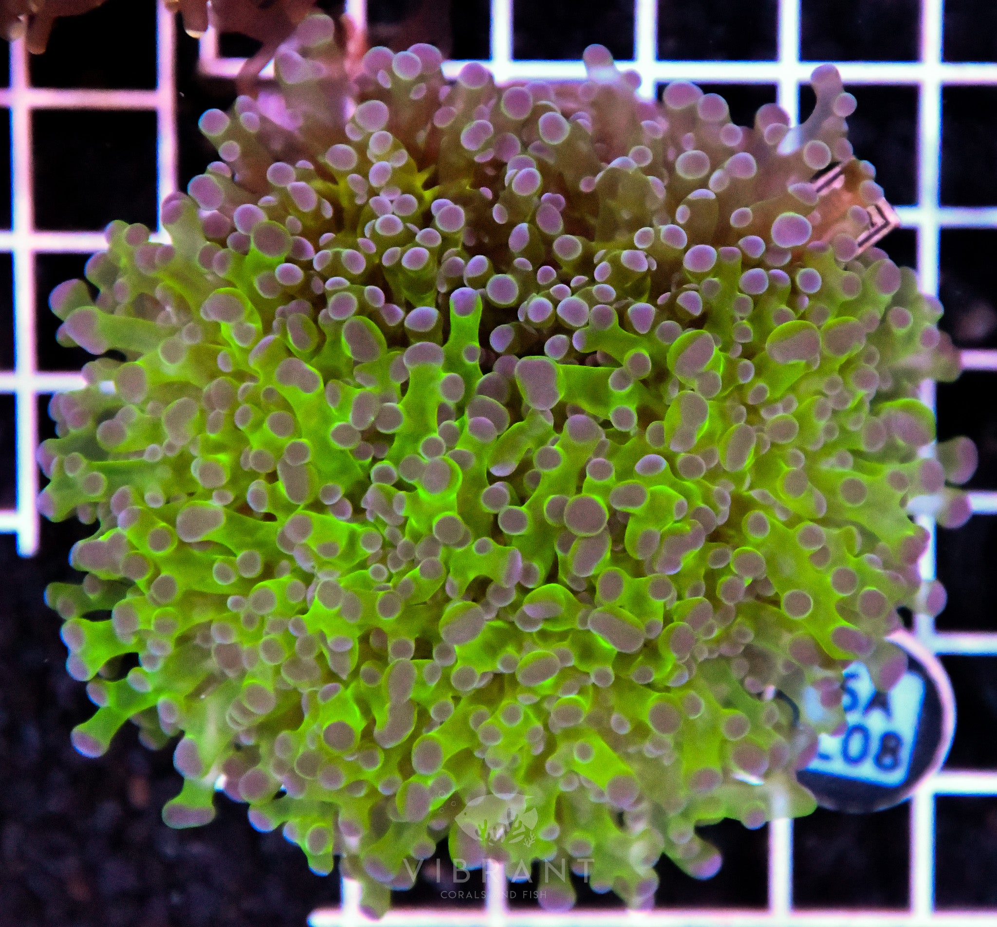 Octospawn Branching INDO