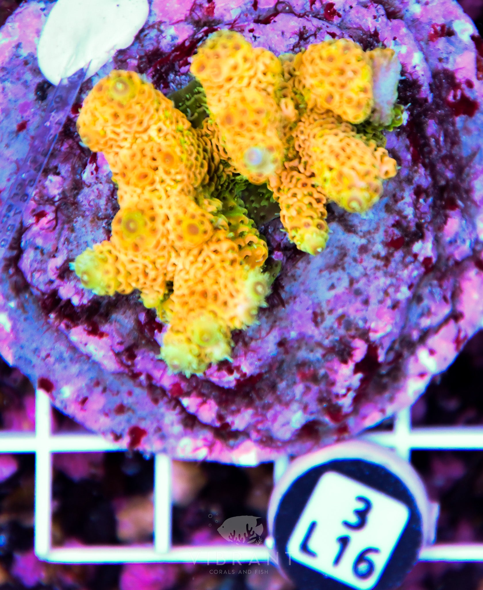 Acro INDO
