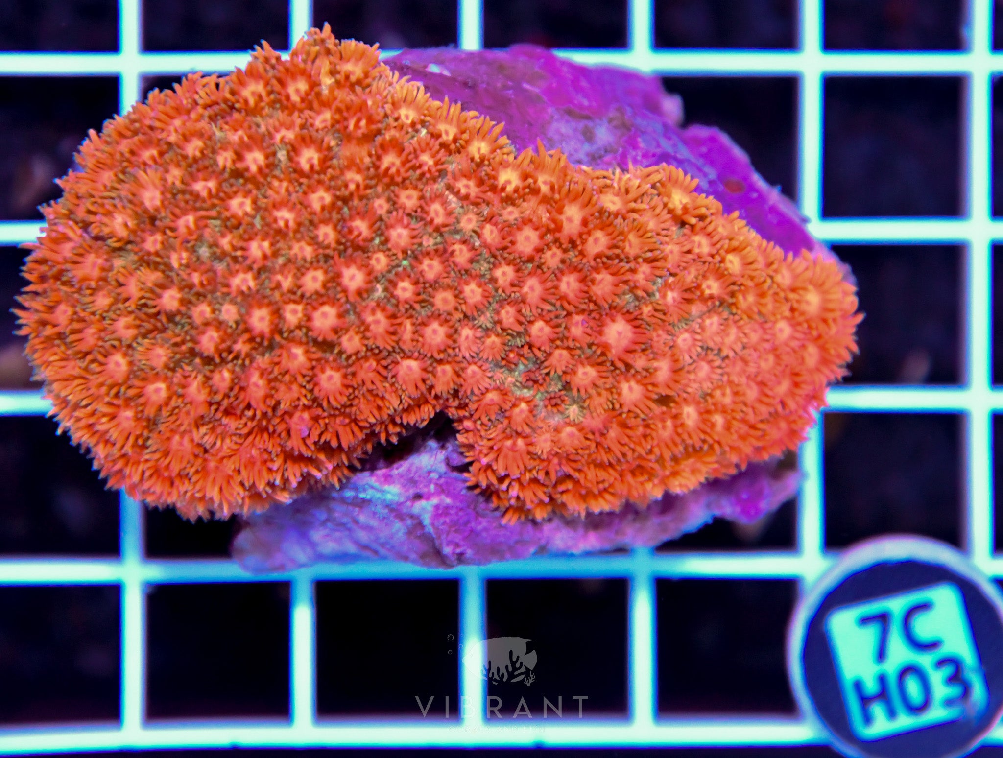 Goniopora INDO W