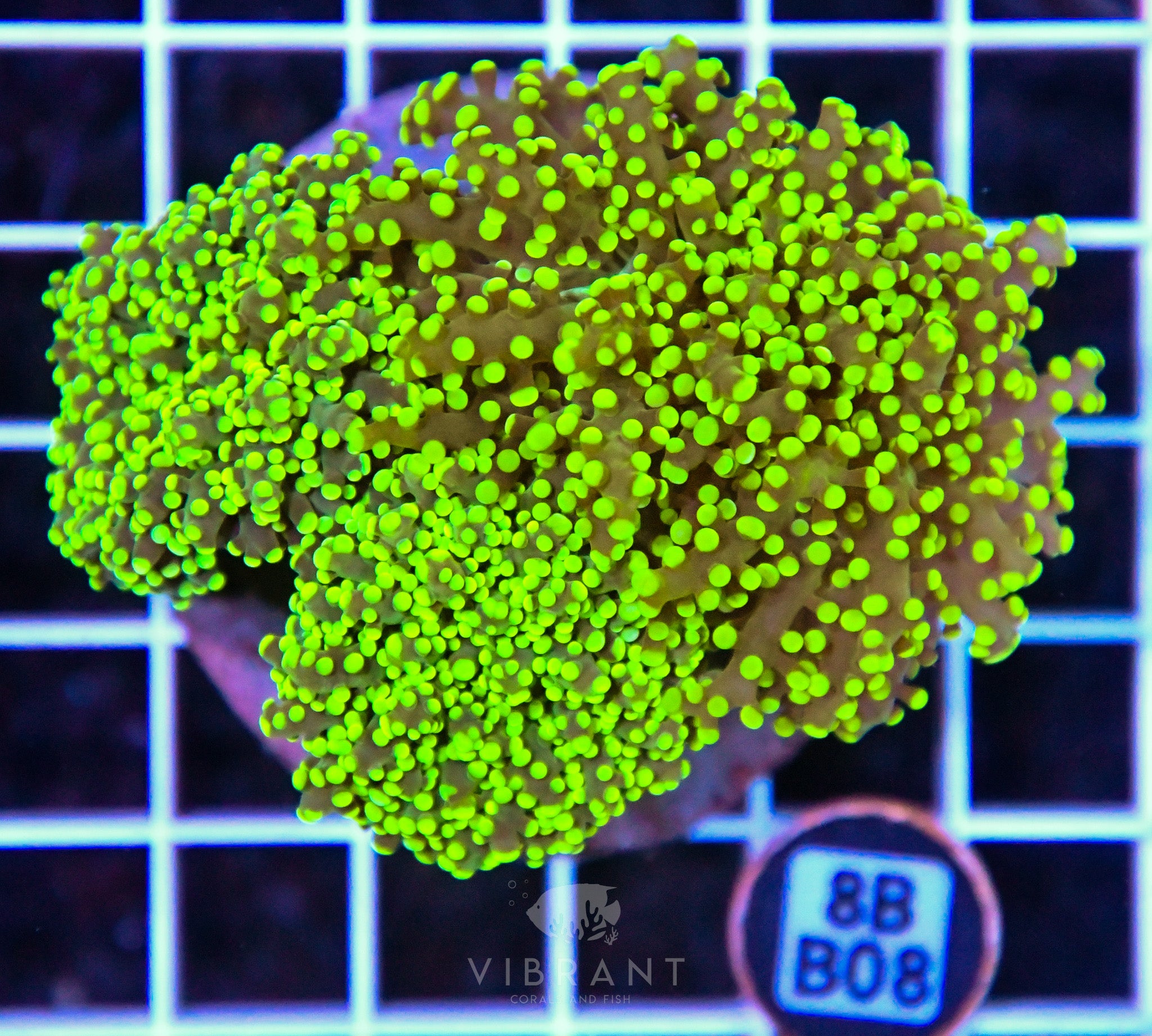 Yaeyamaensis Branching INDO