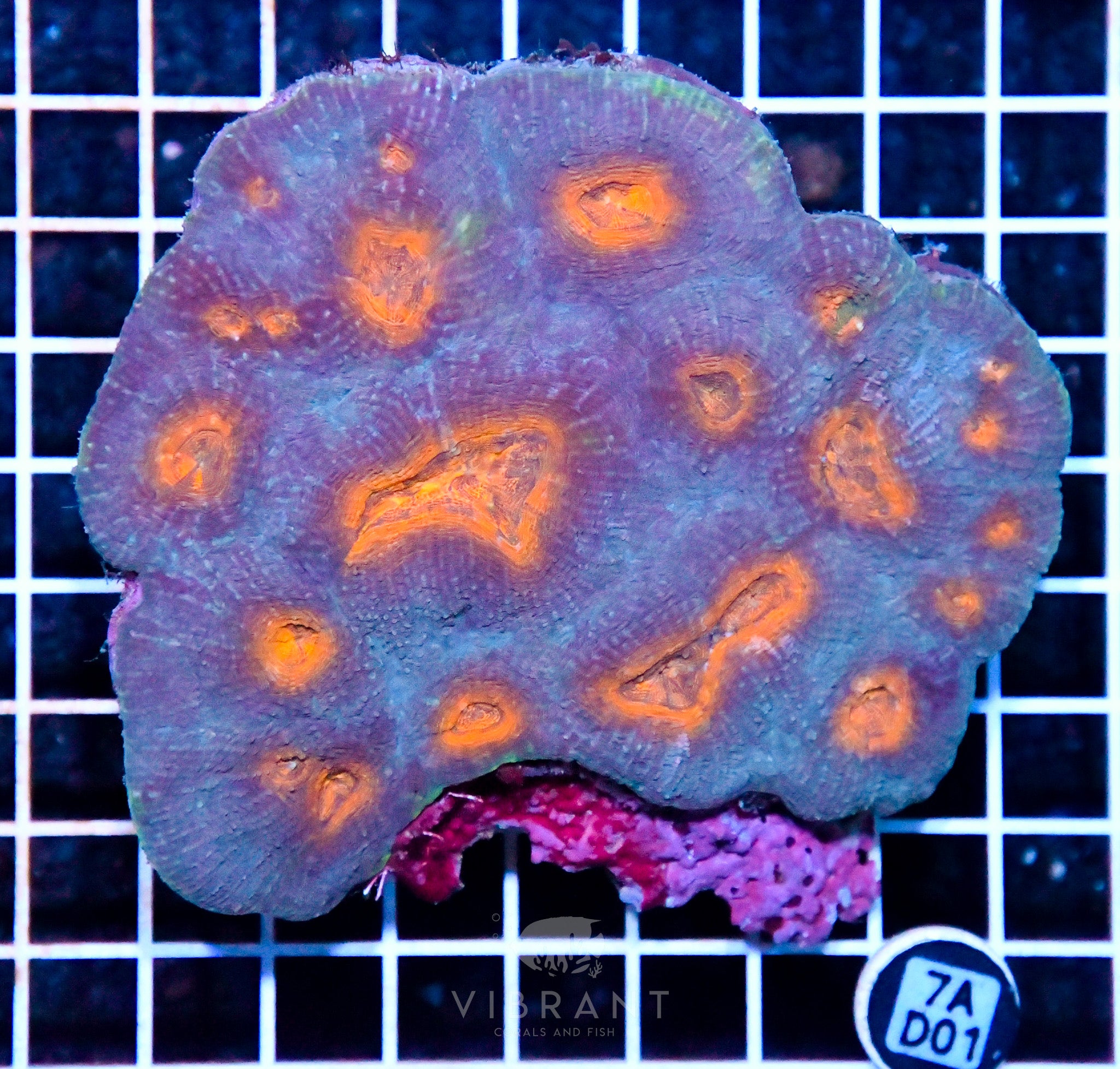 Australamussa Coral