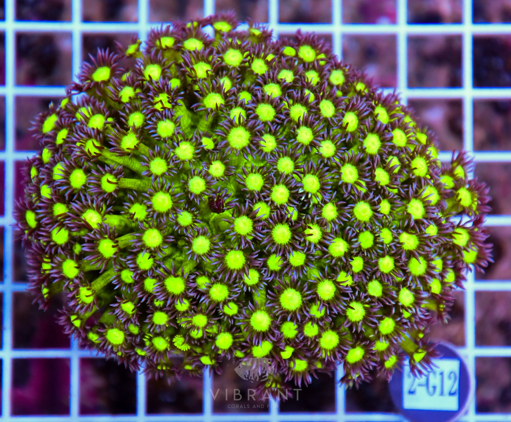 Goniopora INDO W