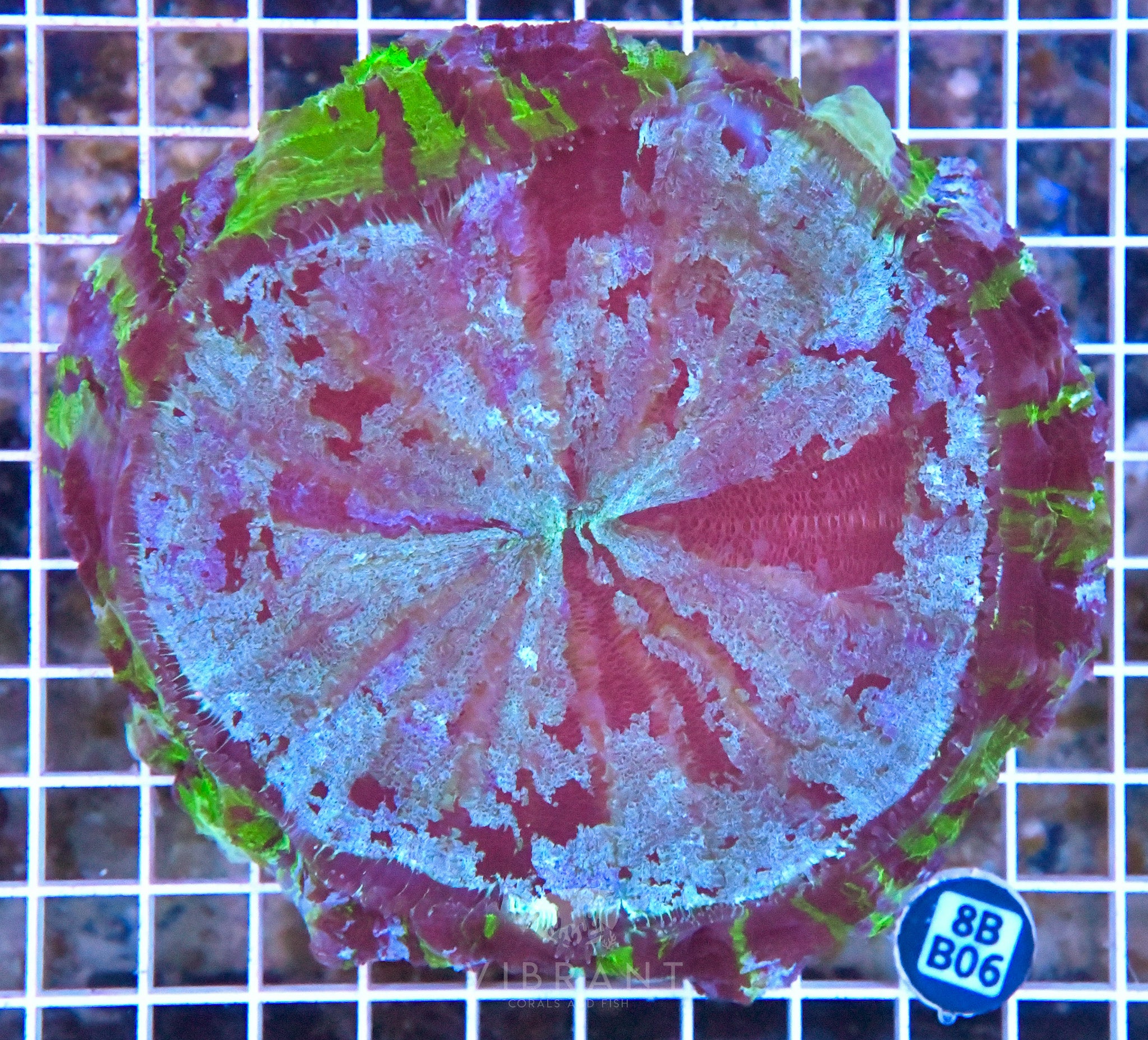 Acanthophyllia INDO W