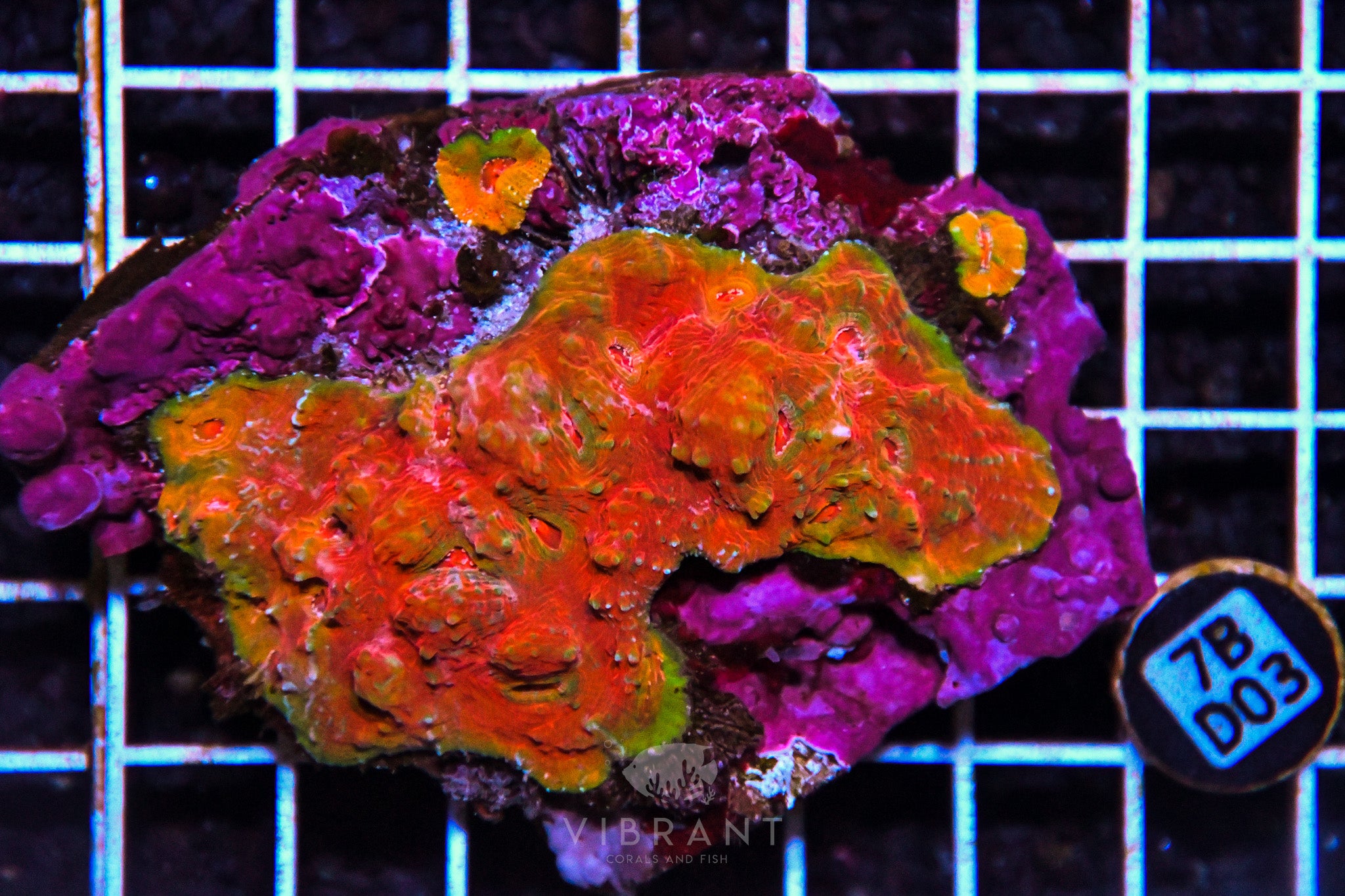 Chalice Ultra INDO W