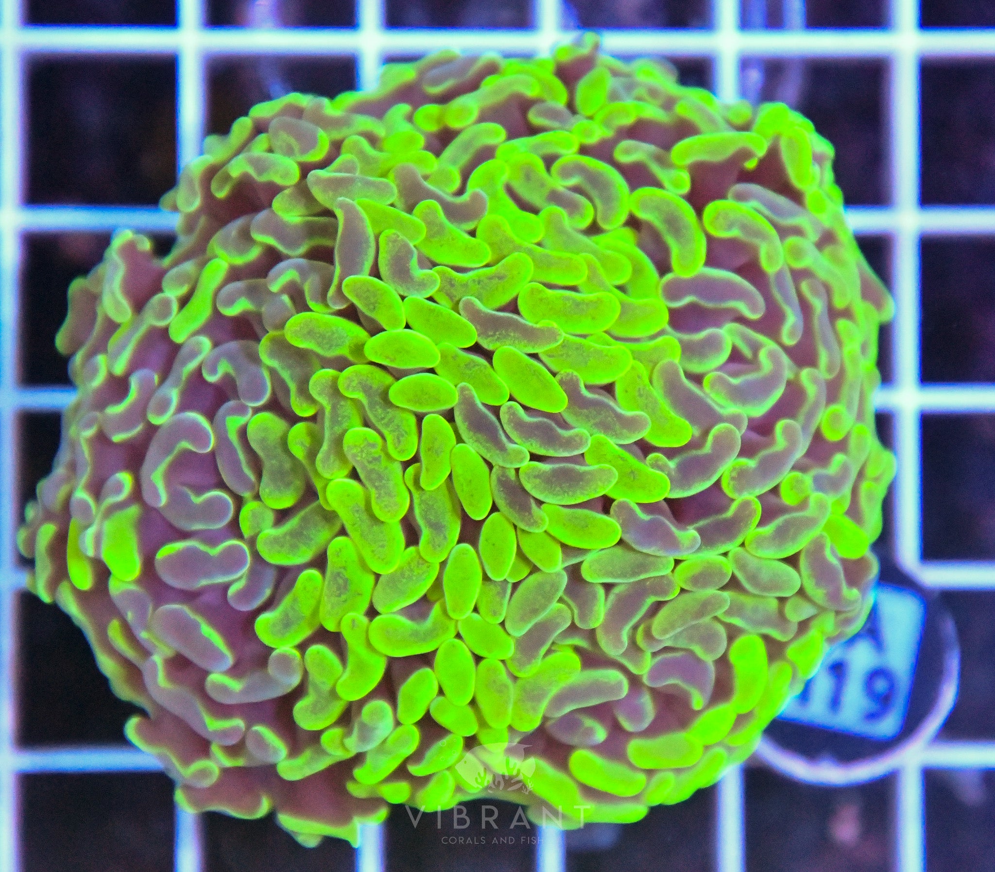 Hammer Branching AUS