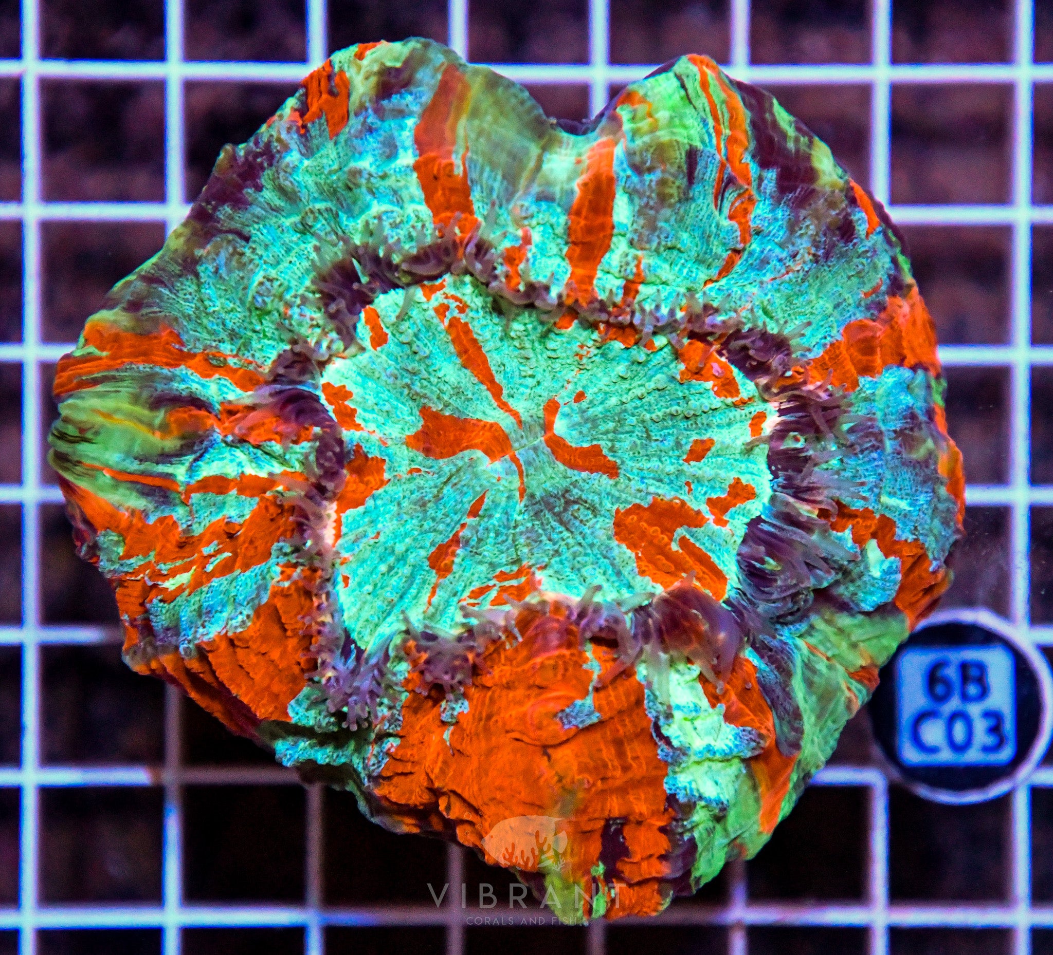 Acanthophyllia INDO W