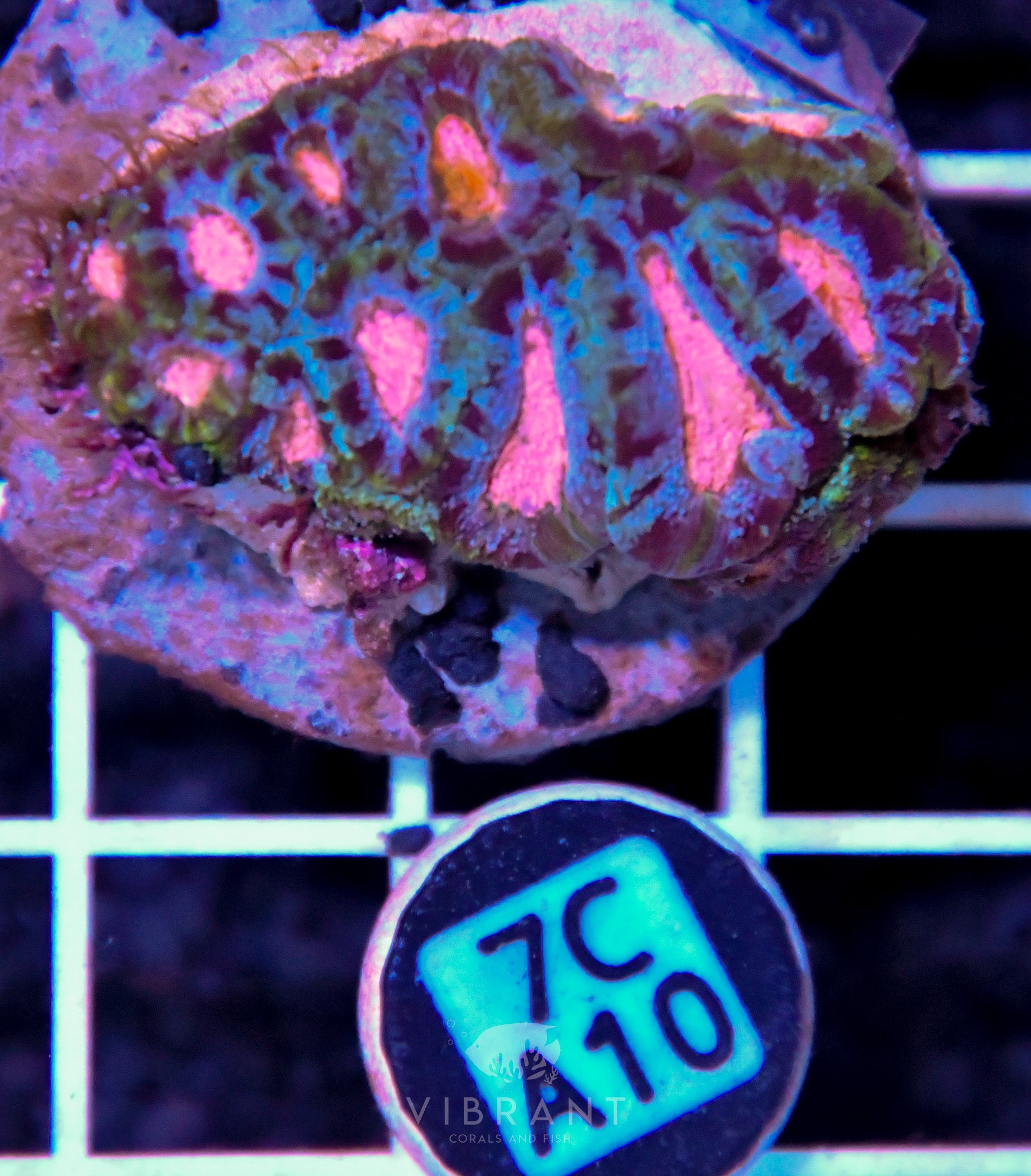 Micromussa INDO