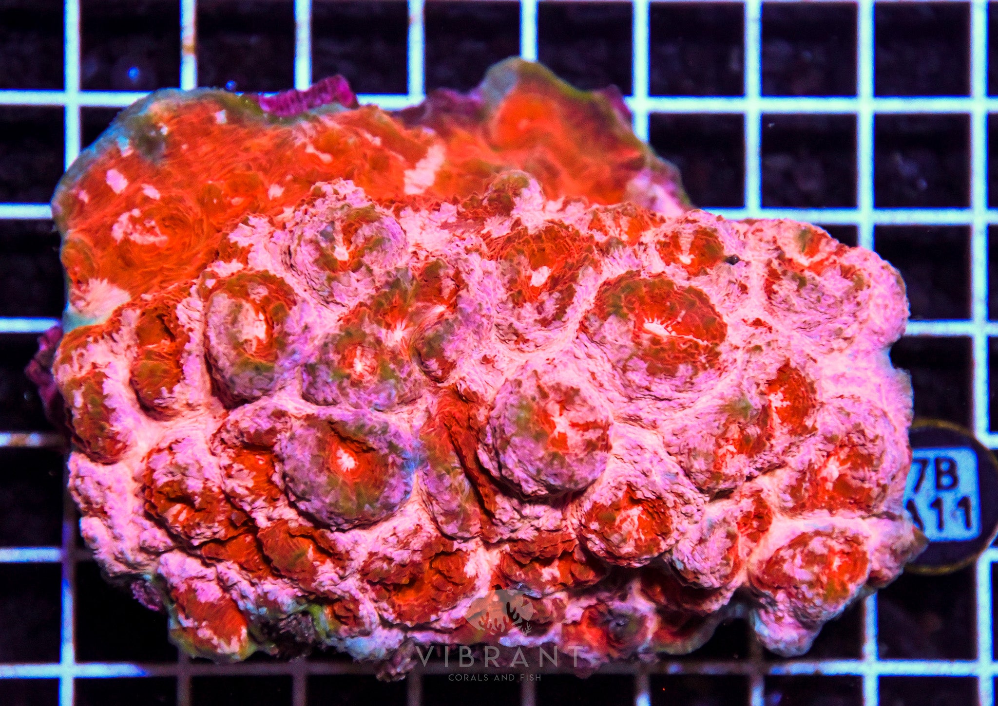 Chalice Ultra INDO W