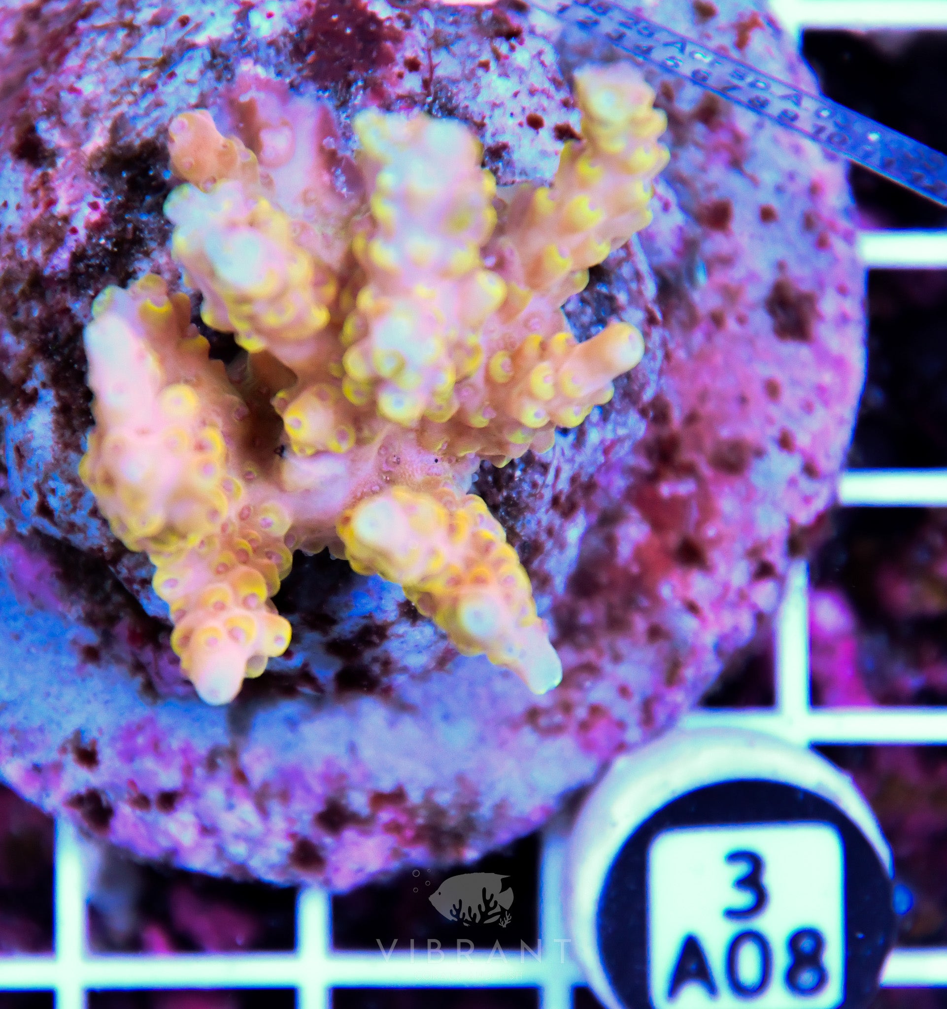 Acro INDO