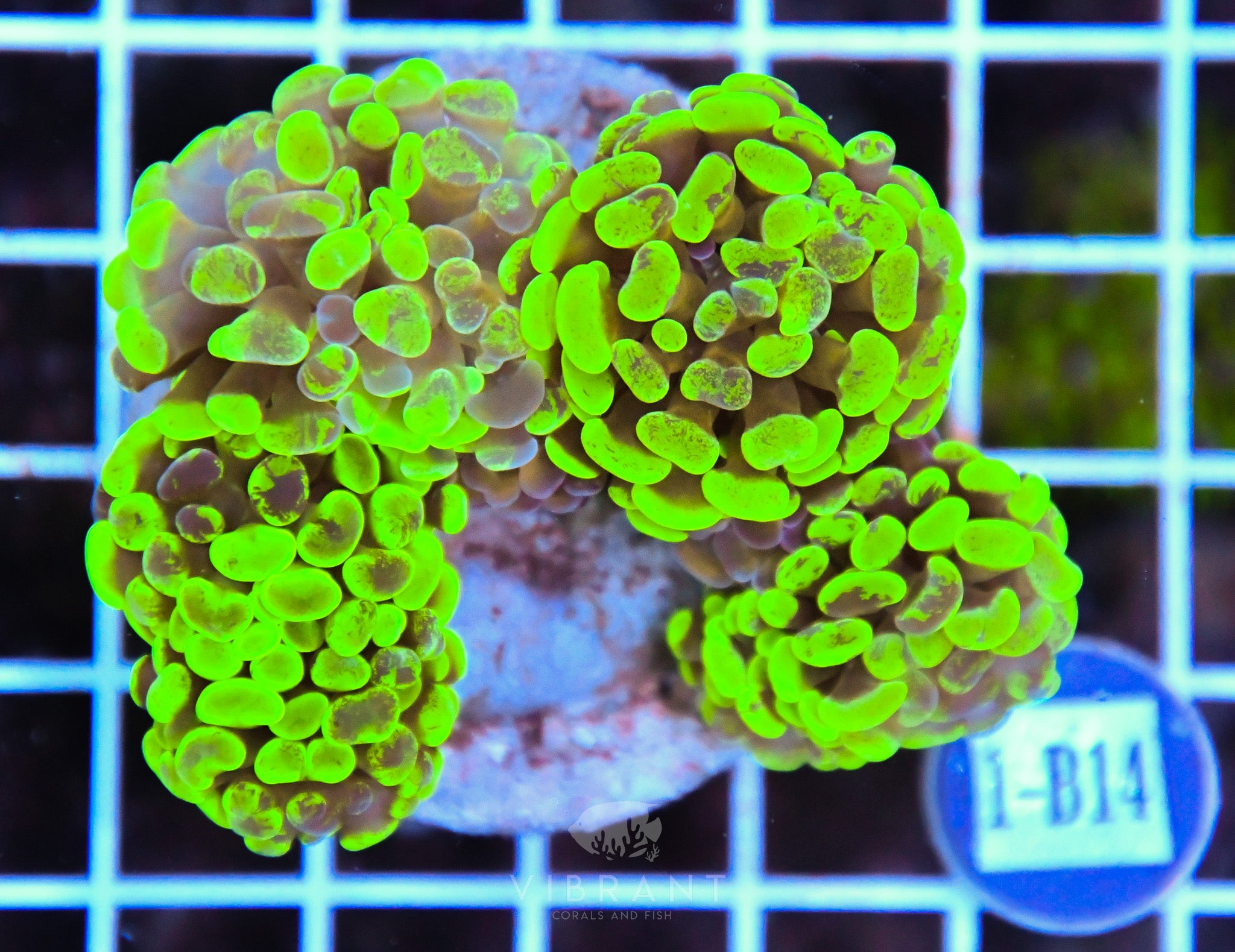 Hammer Branching INDO