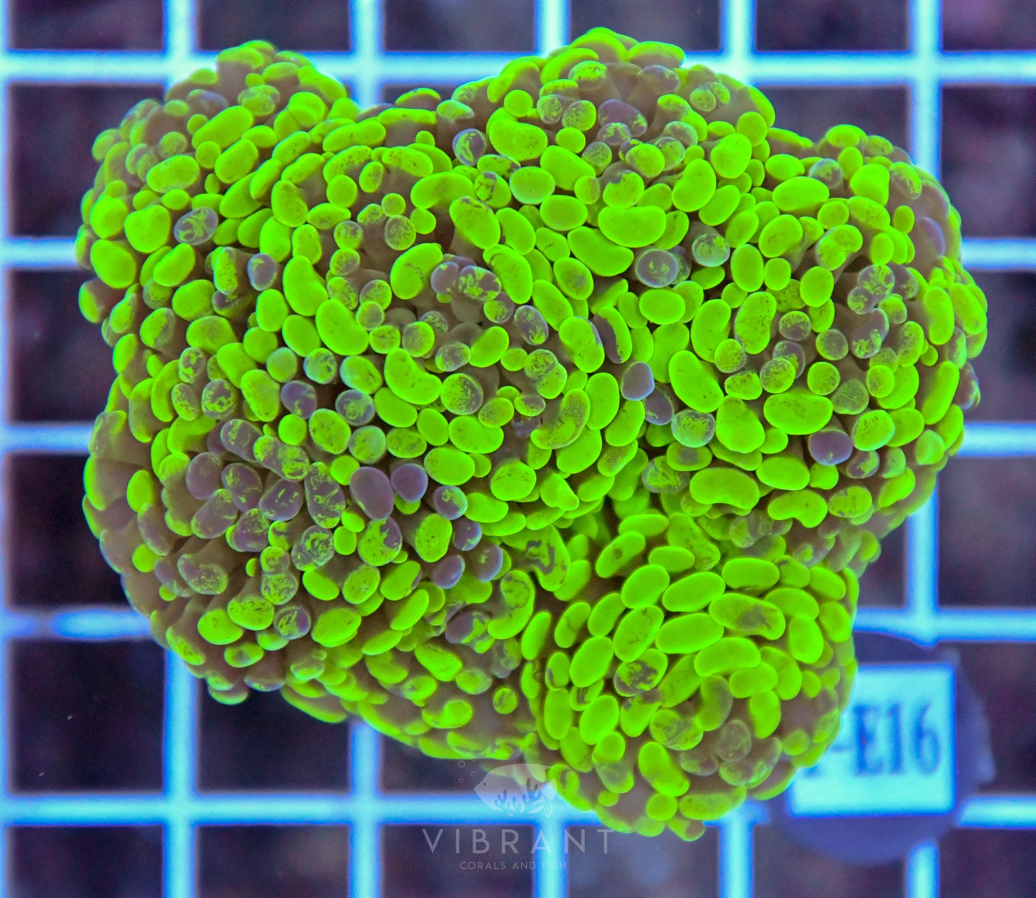 Hammer Branching INDO