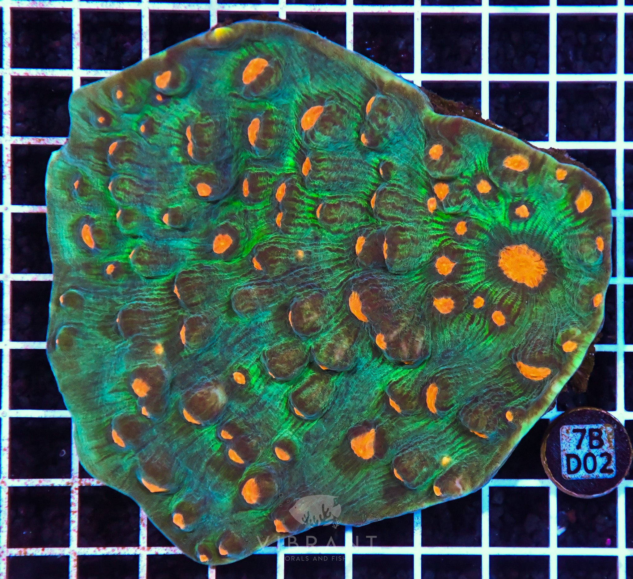 Chalice Ultra INDO W