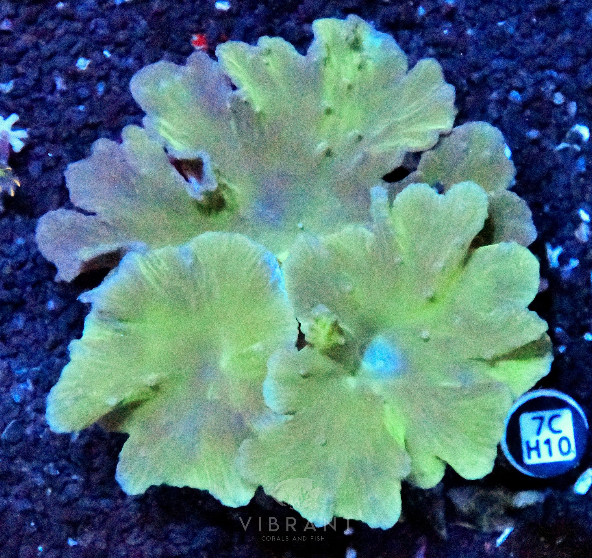 Cabbage Coral INDO W