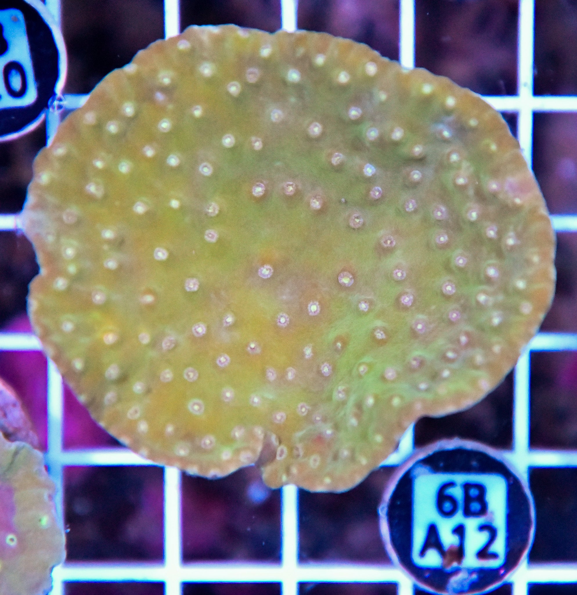 Turbinaria AUS