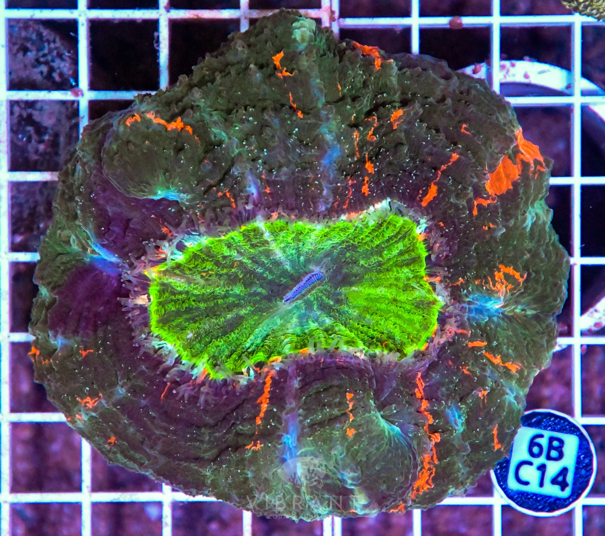 Acanthophyllia INDO W