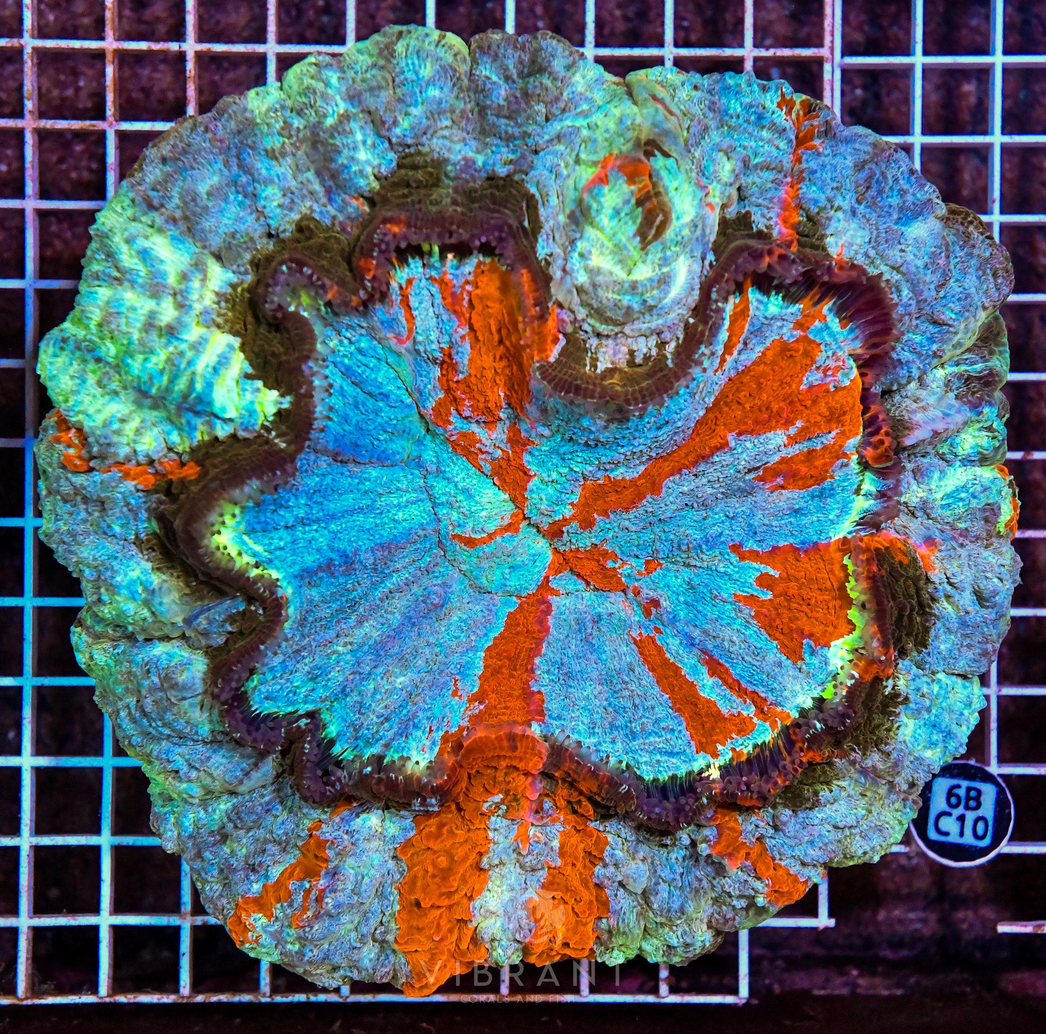 Acanthophyllia INDO XXXXL W