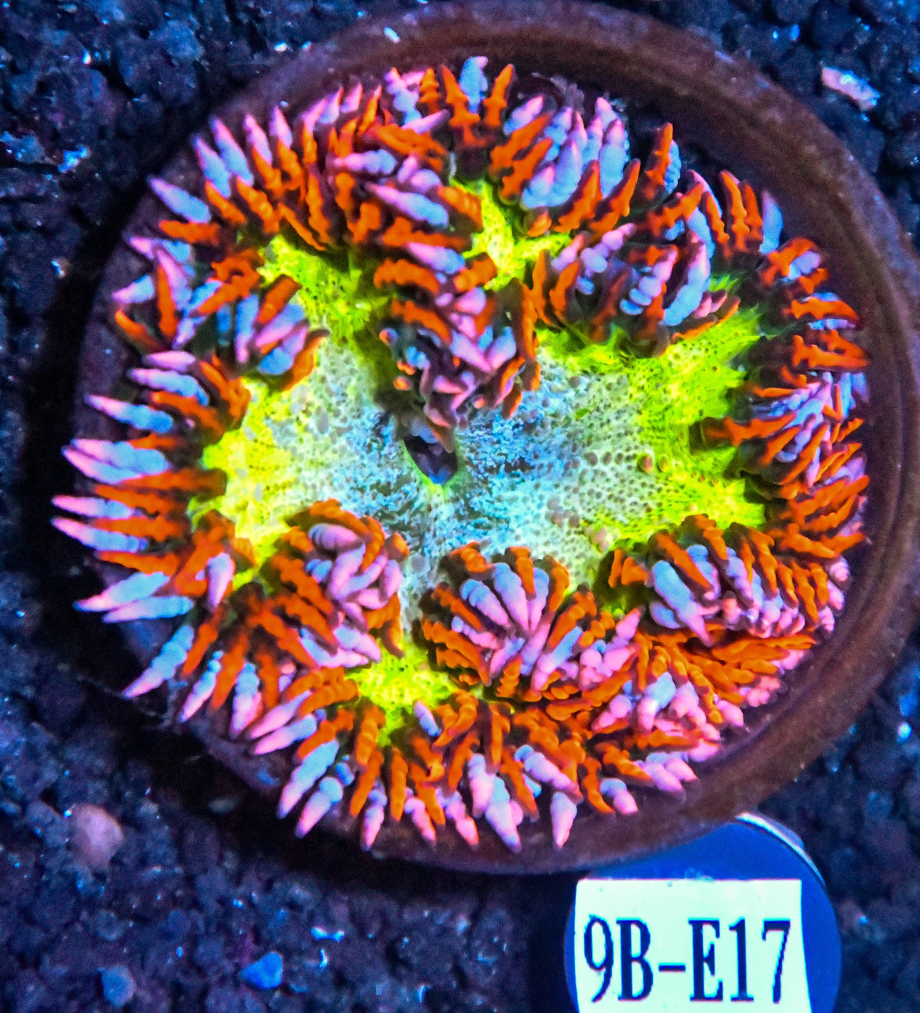 Rock Flower Anemone