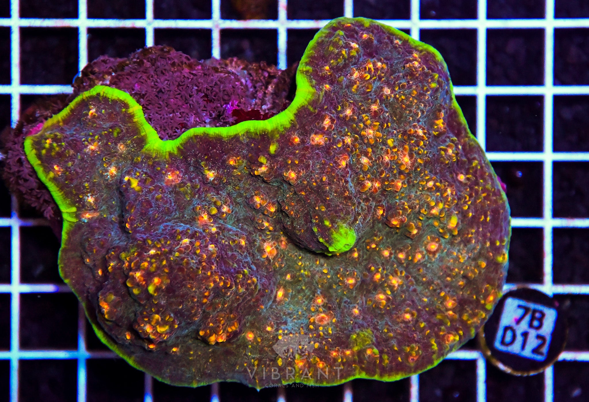 Chalice Ultra INDO W