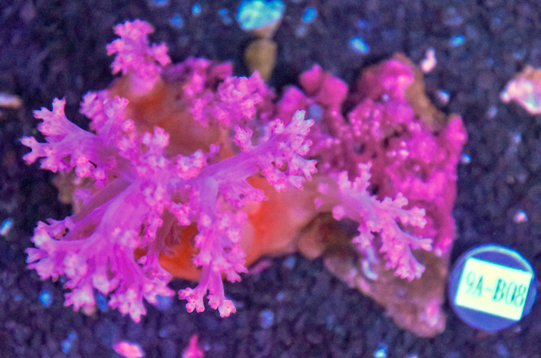 Carnation Coral INDO W