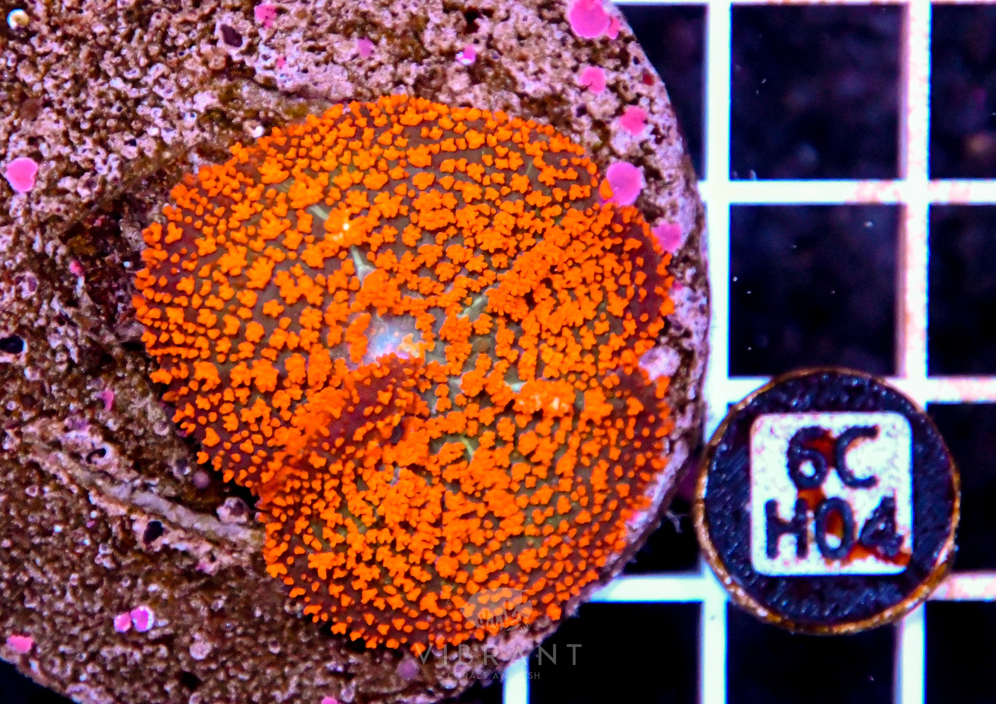 Mushroom INDO
