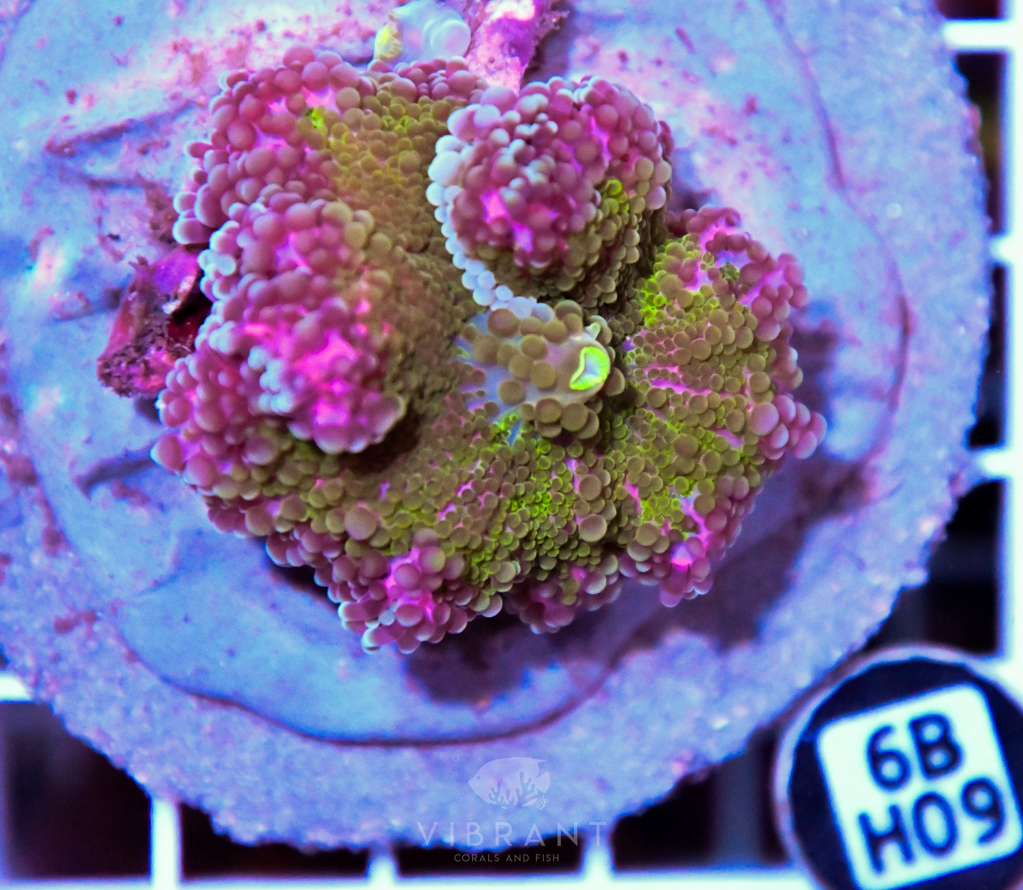 Mushroom INDO
