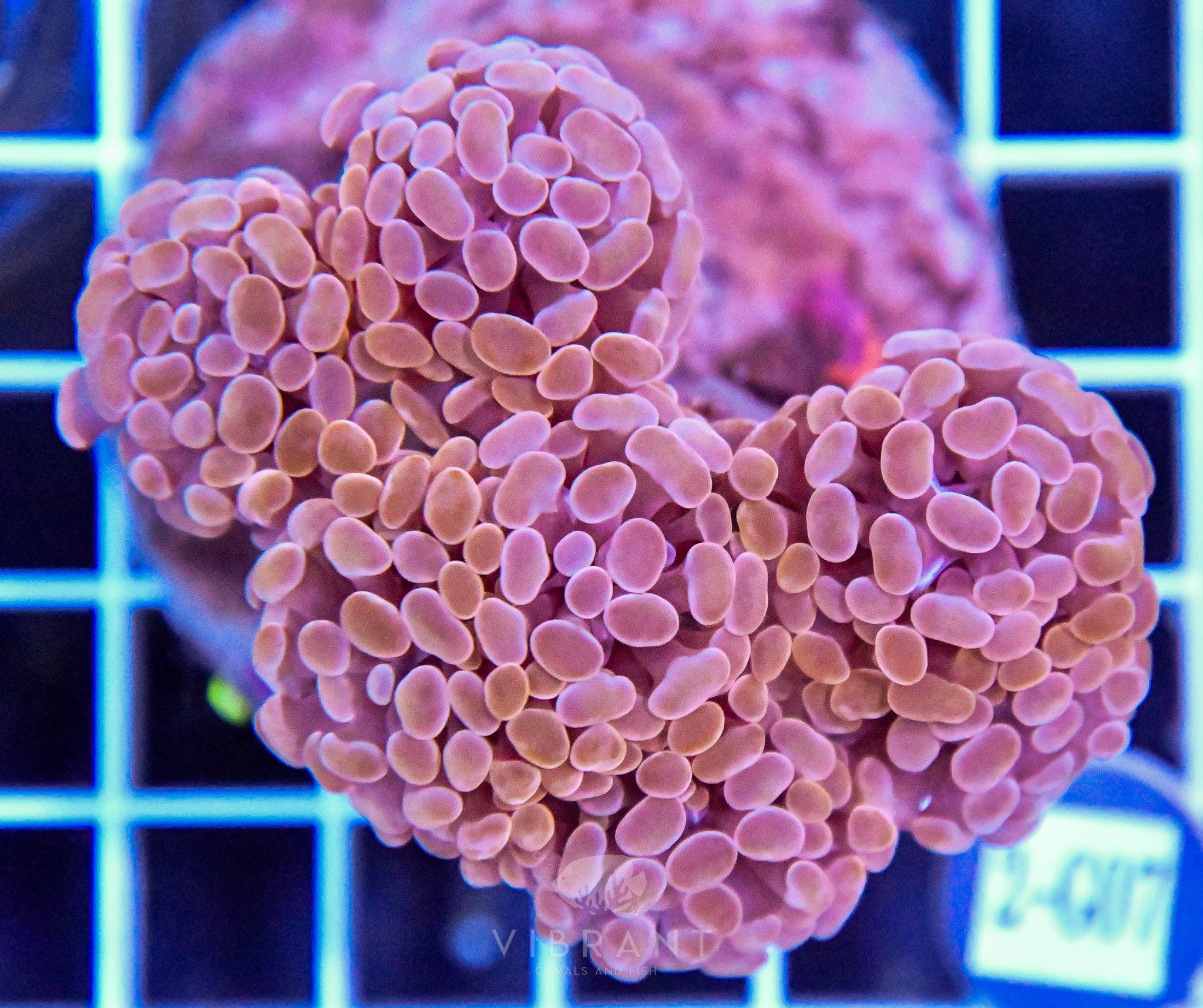 Hammer Branching INDO