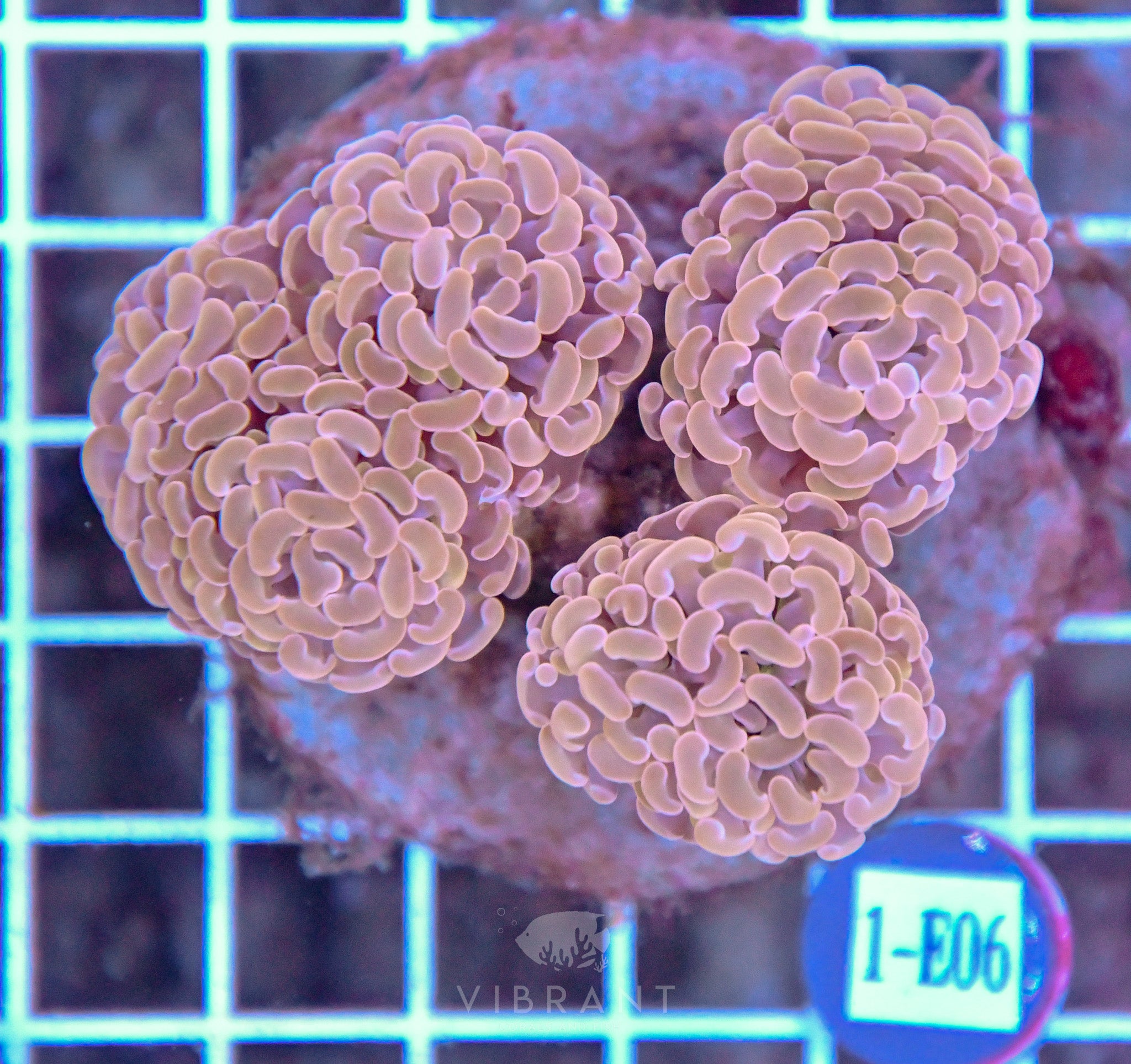 Hammer Branching INDO