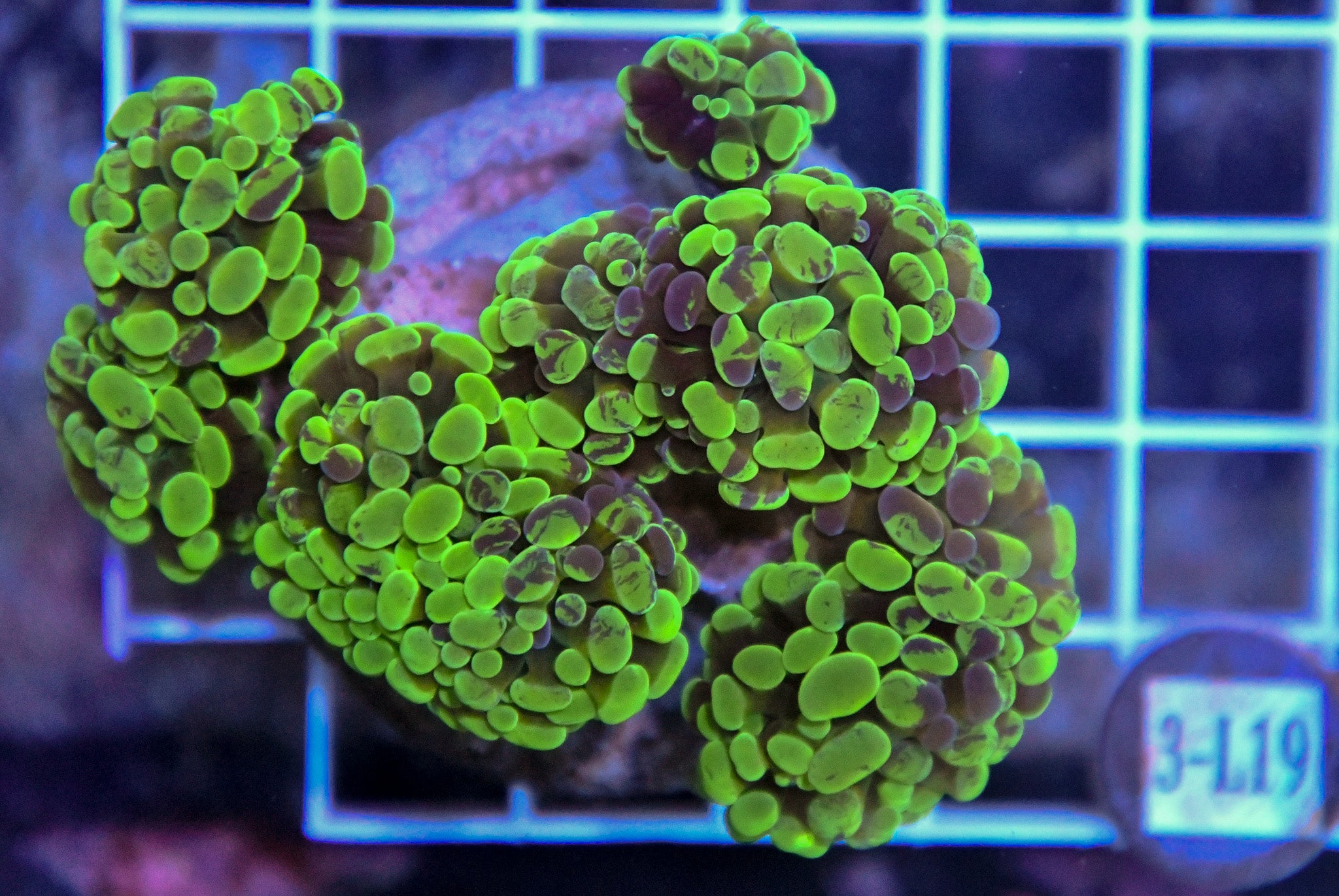 Hammer Branching INDO