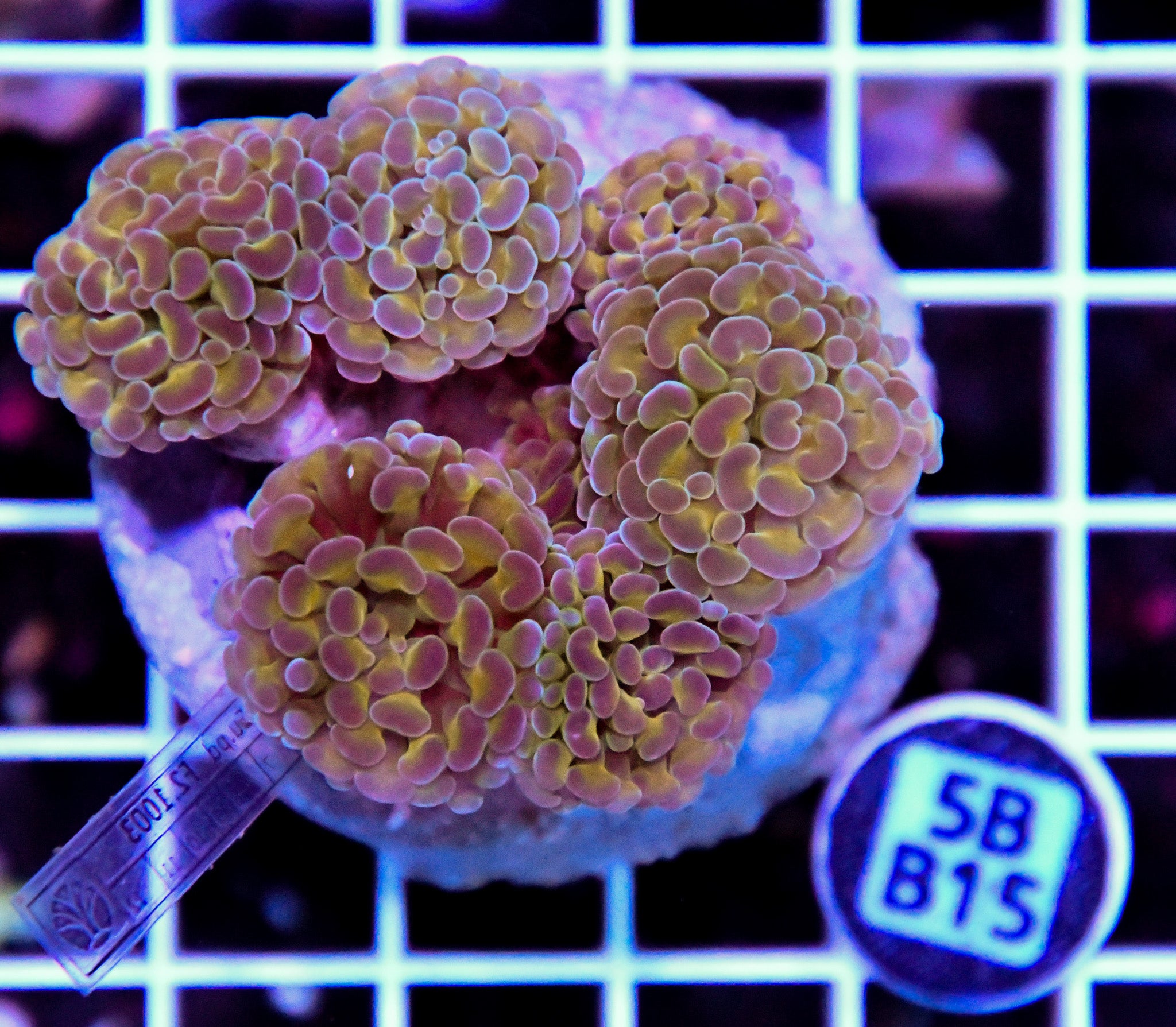Hammer Branching INDO Halogram