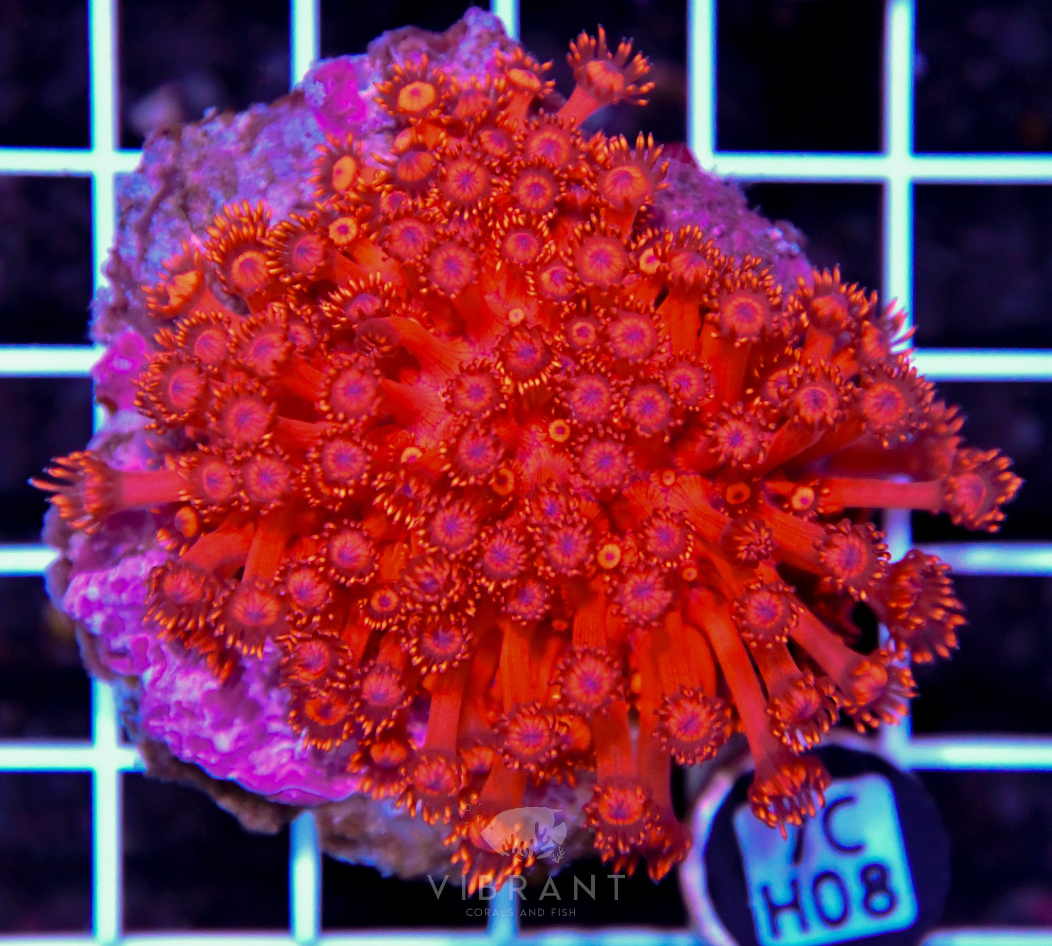 Goniopora INDO W