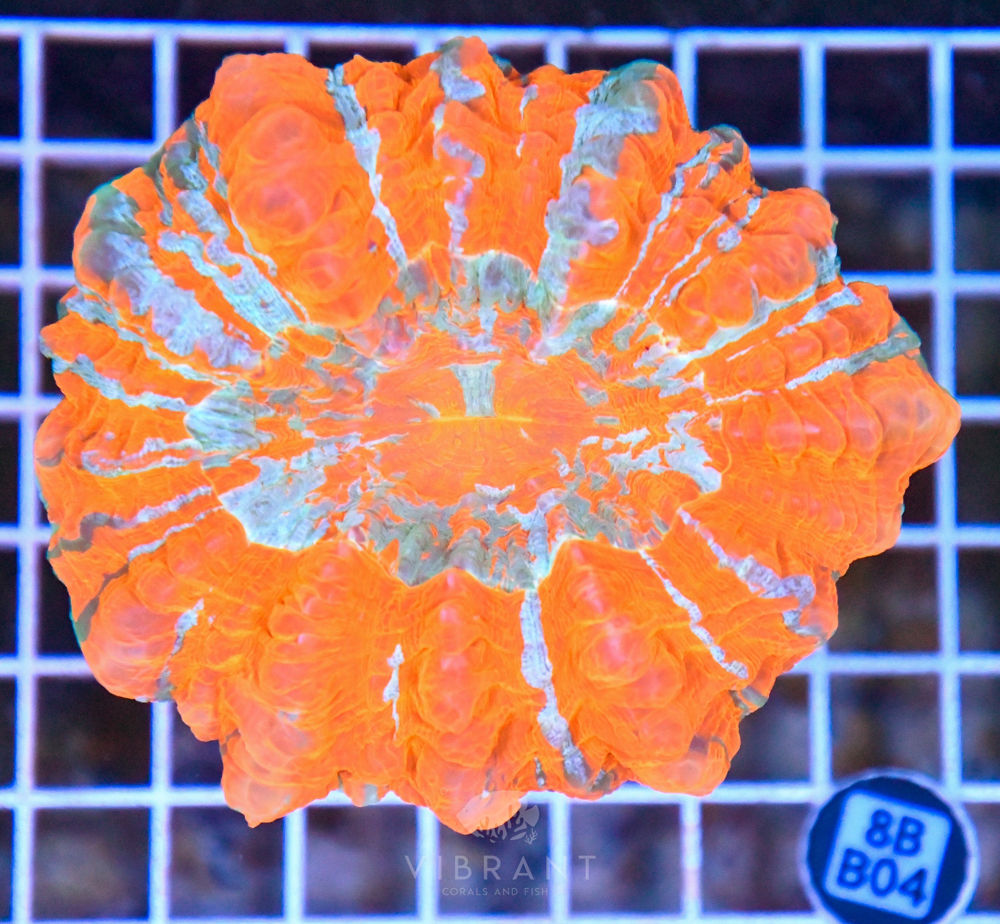 Acanthophyllia INDO W