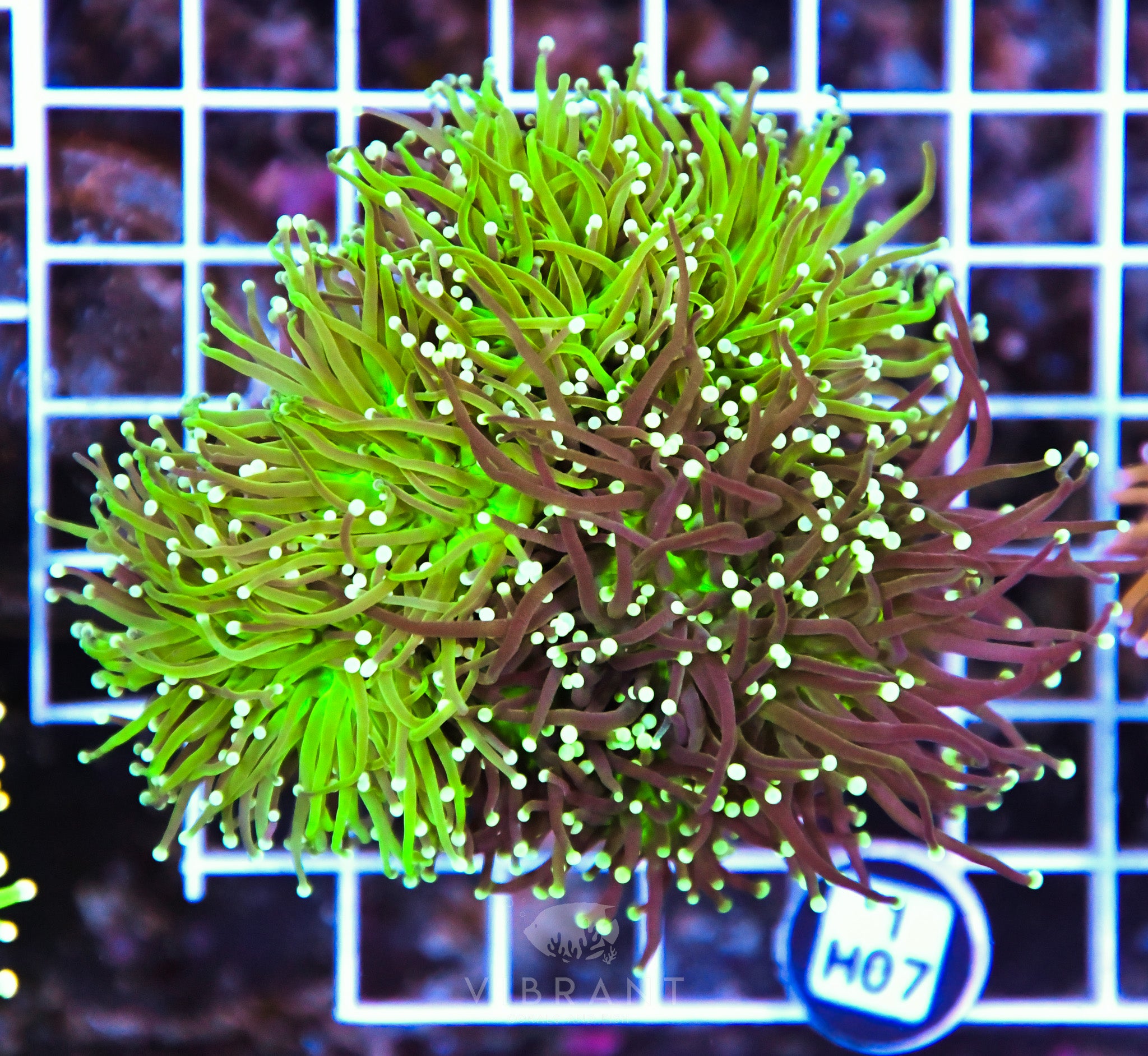 Torch INDO