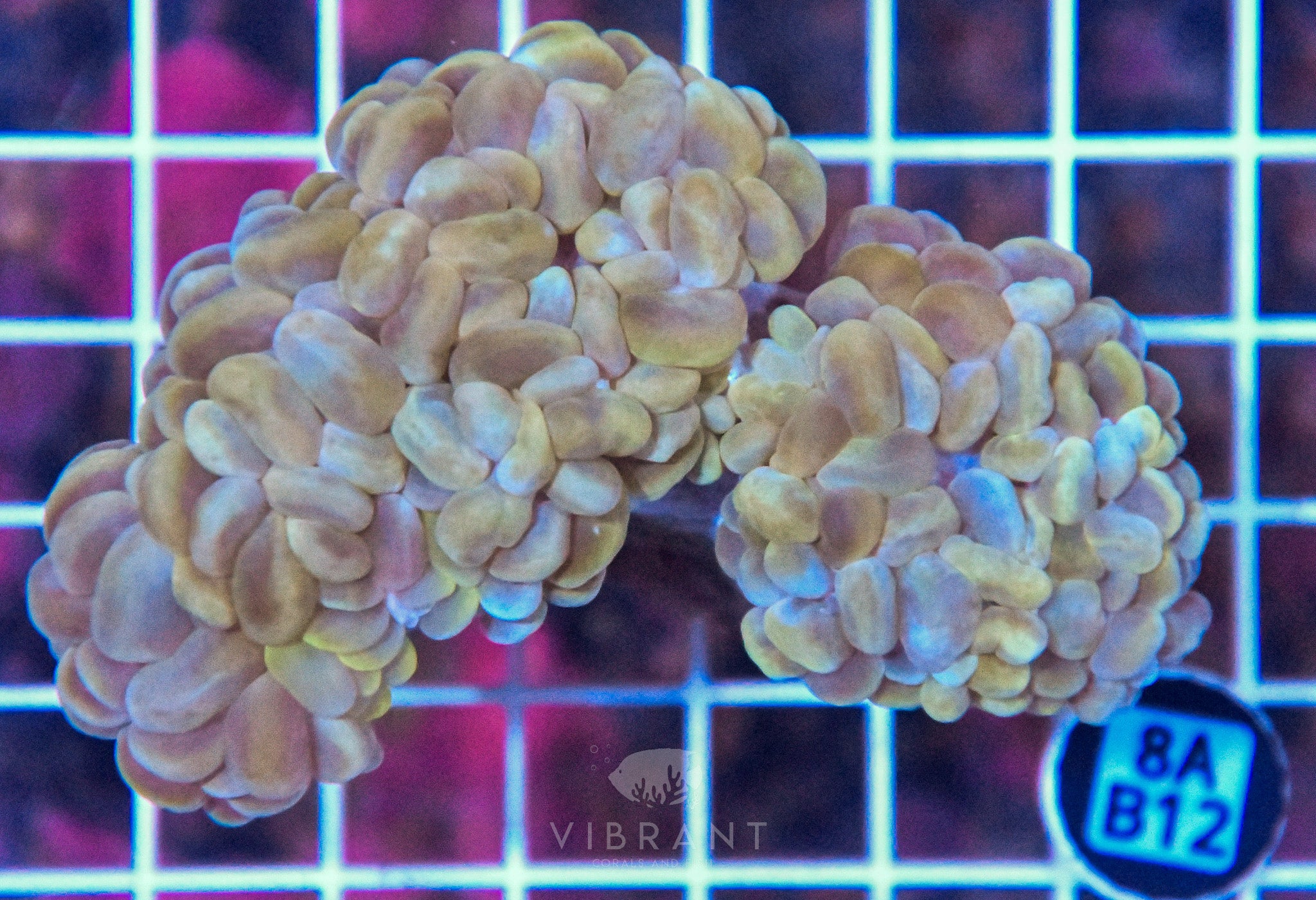 Bubble Coral INDO