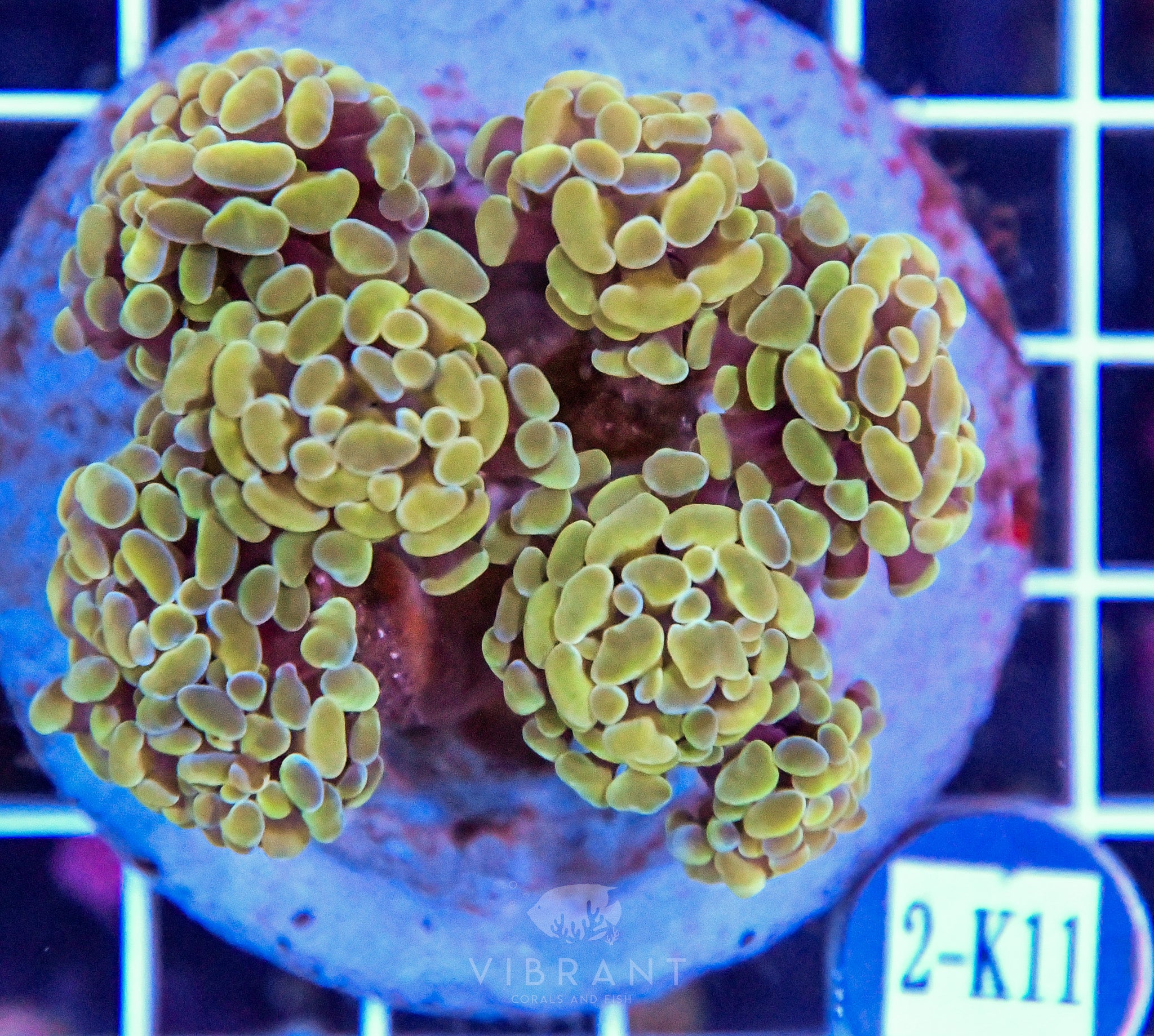 Hammer Branching INDO