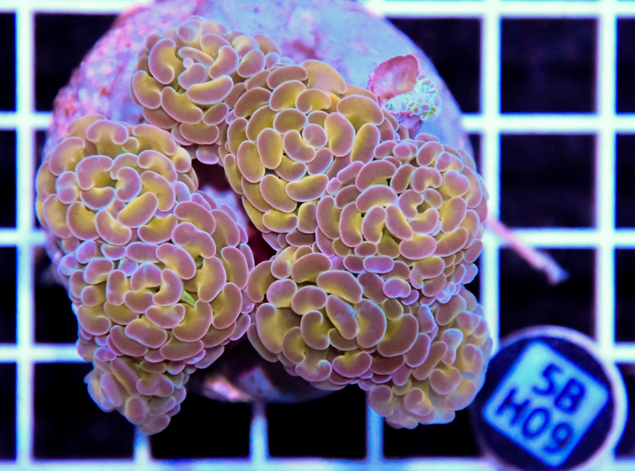 Hammer Branching INDO Halogram