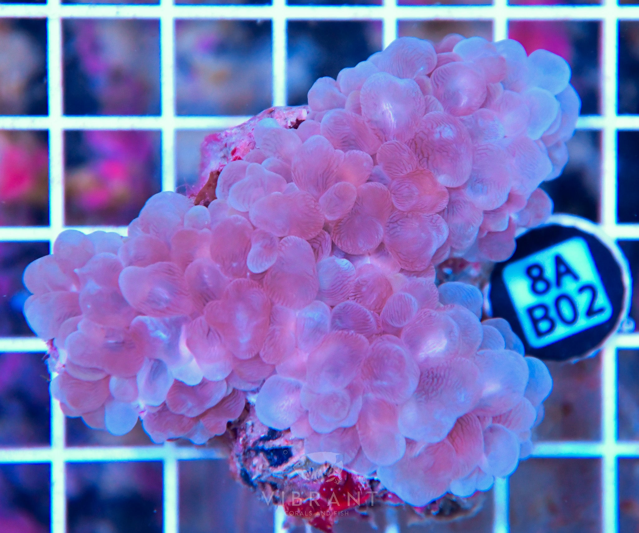 Bubble Coral AUS