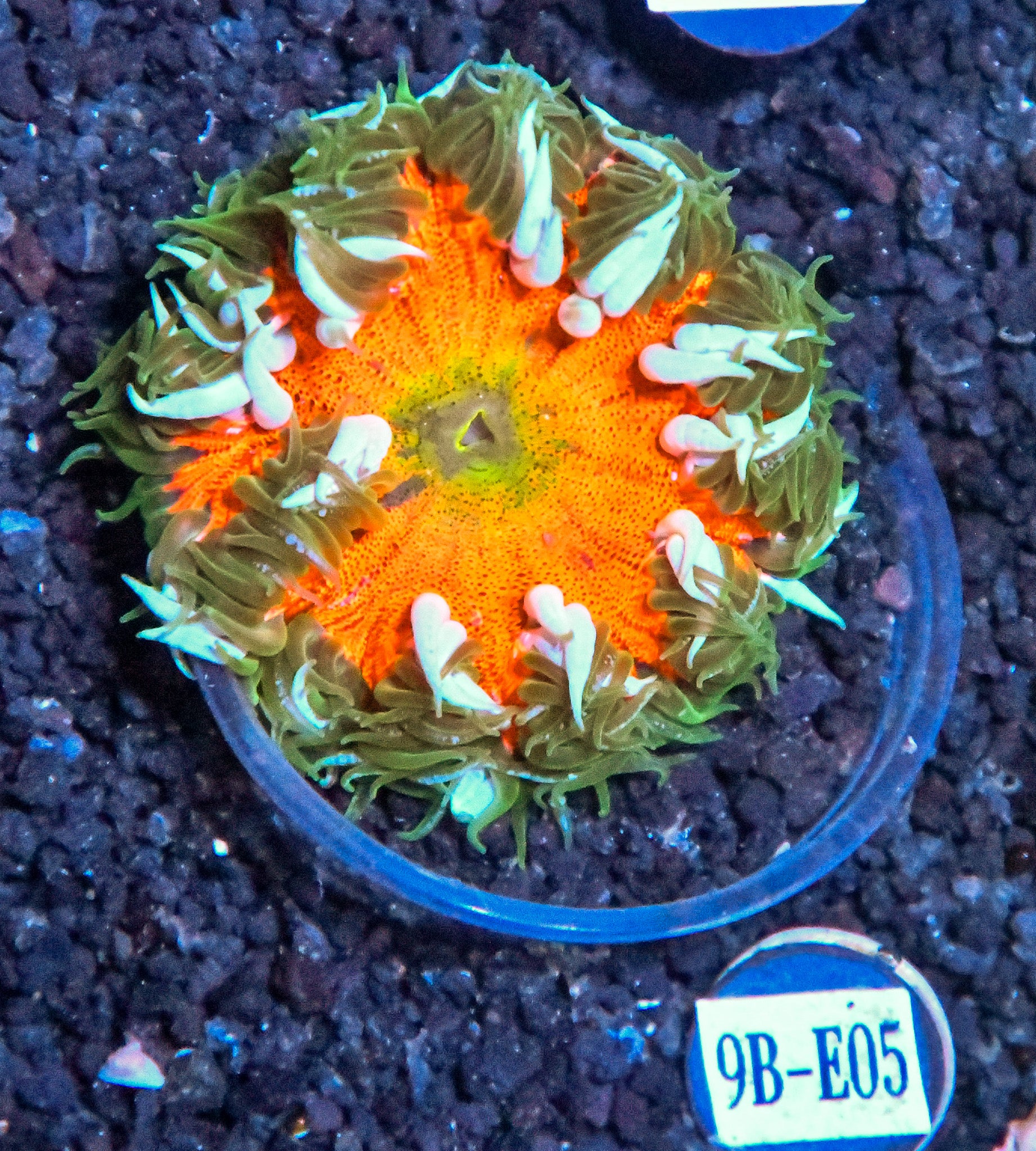 Rock Flower Anemone
